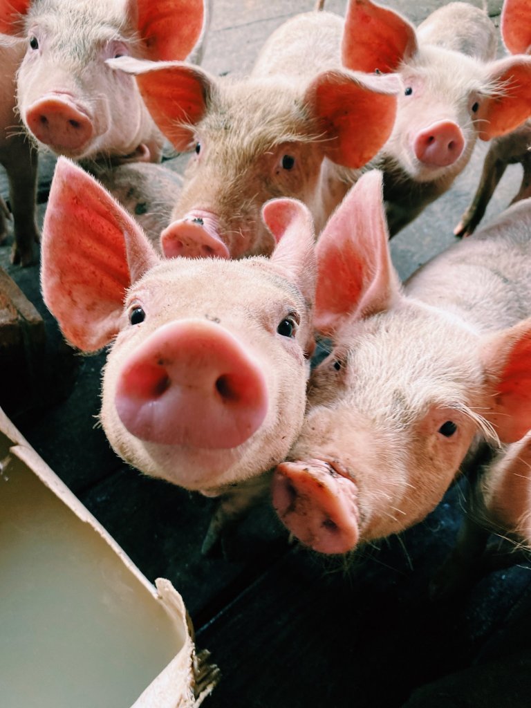 Canadian Super Pigs: The Controversial Future of Farming