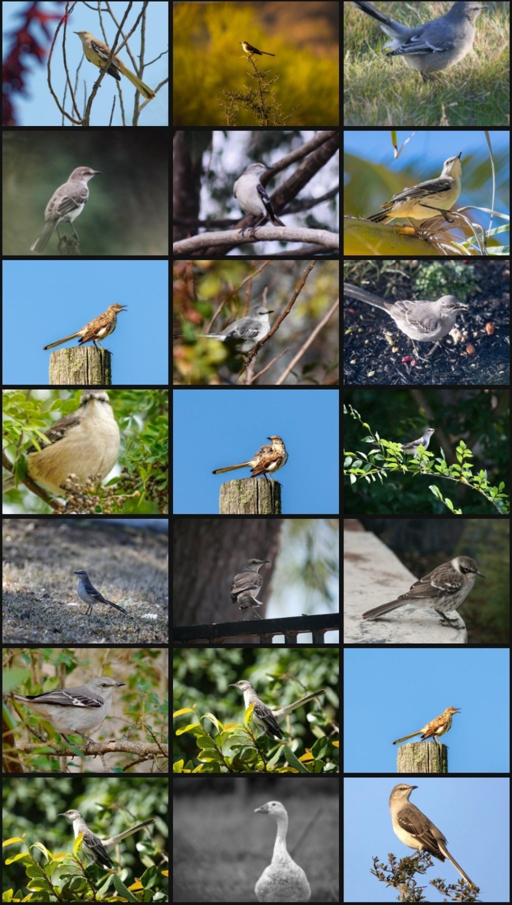 Why Kill A Mockingbird?&nbsp;#Mockingbird