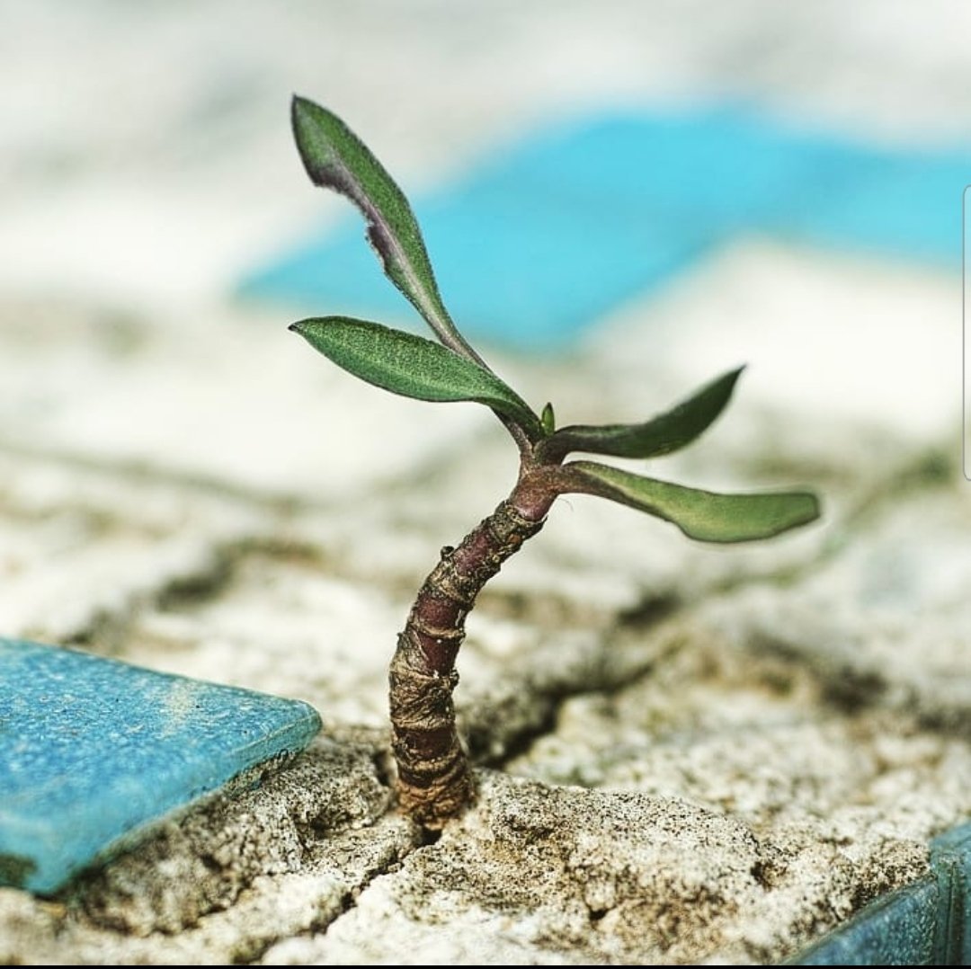 Letting the Strongest Survive: The Implications of Natural Selection in Human Society