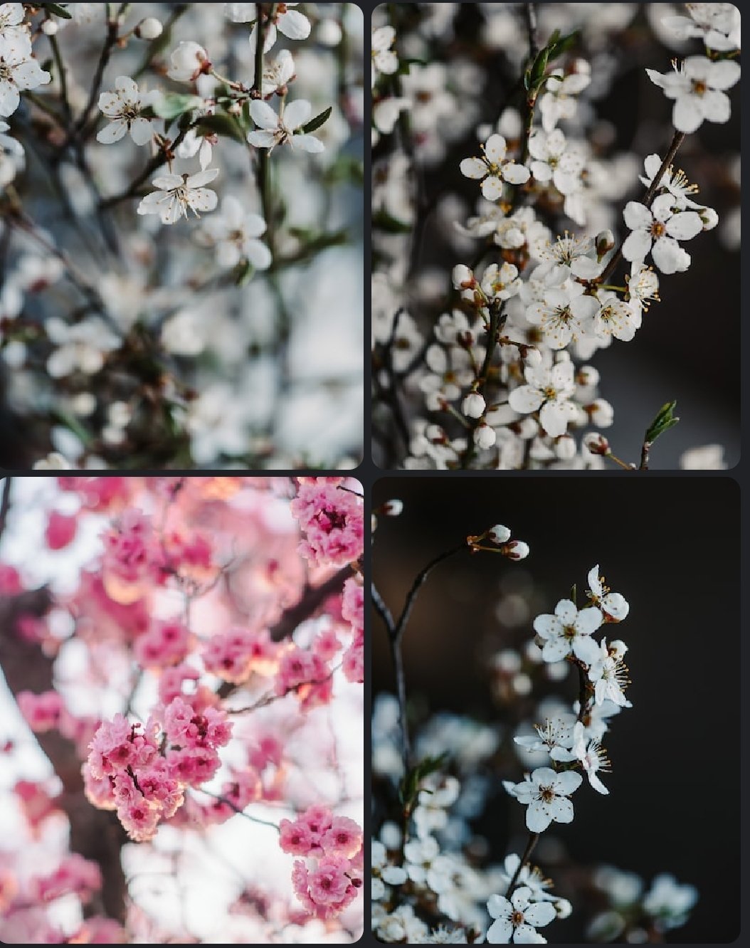 Cherry Blossoms in Japanese Culture: Their History, Importance, and Significance