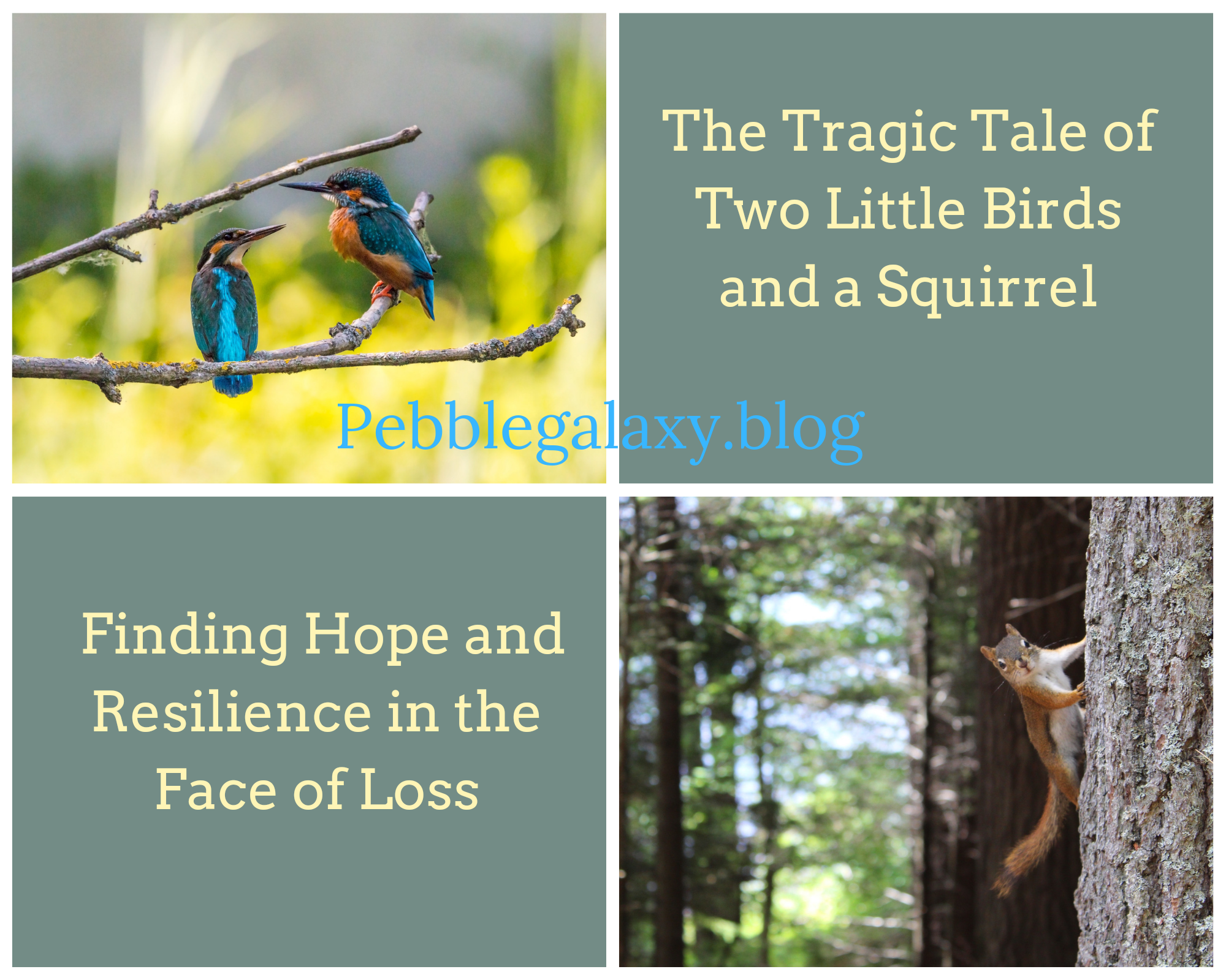 The Tragic Tale of Two Little Birds and a Squirrel: Finding Hope and Resilience in the Face of Loss