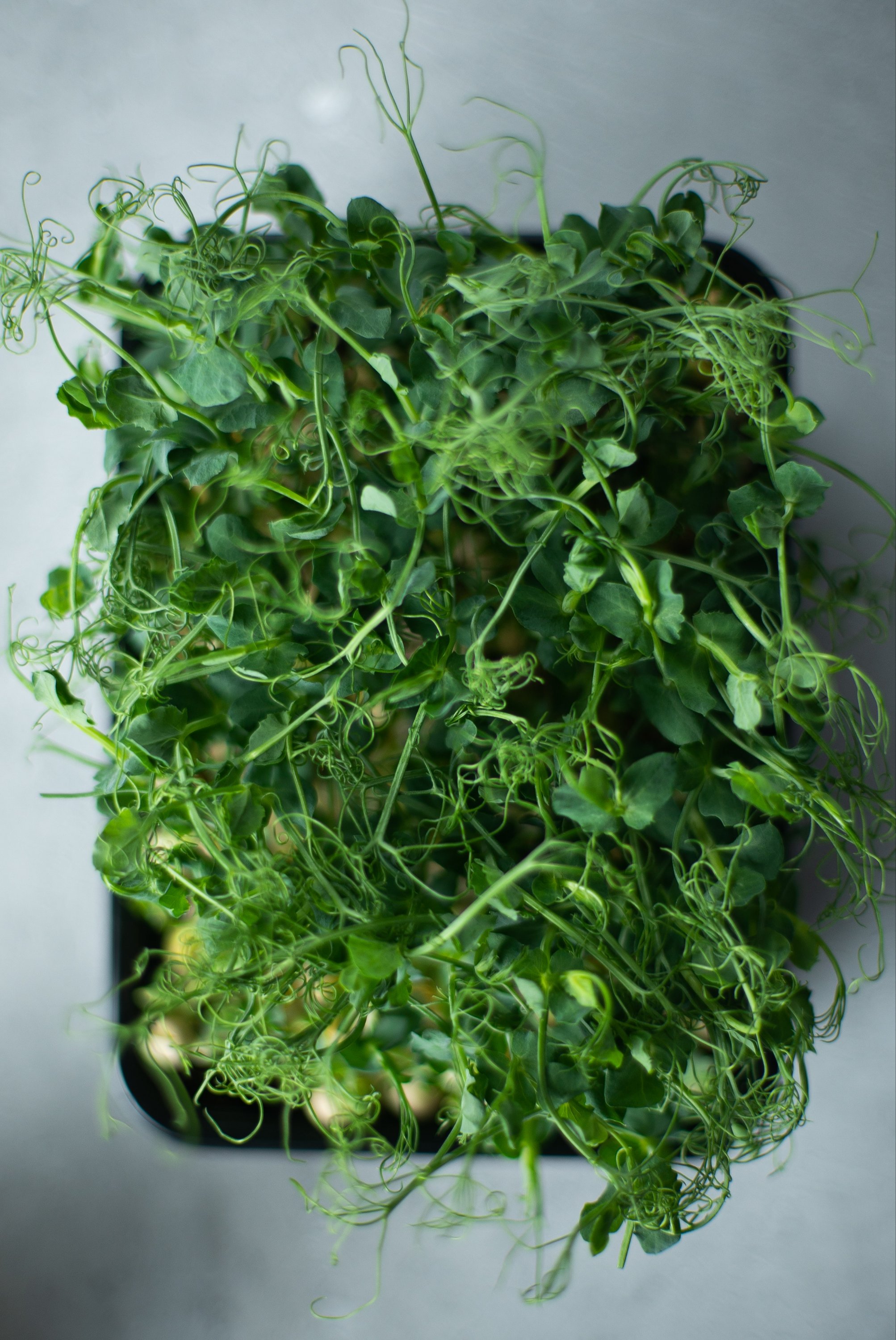 Indoor Micro Green Growing: Everything You Need to Know