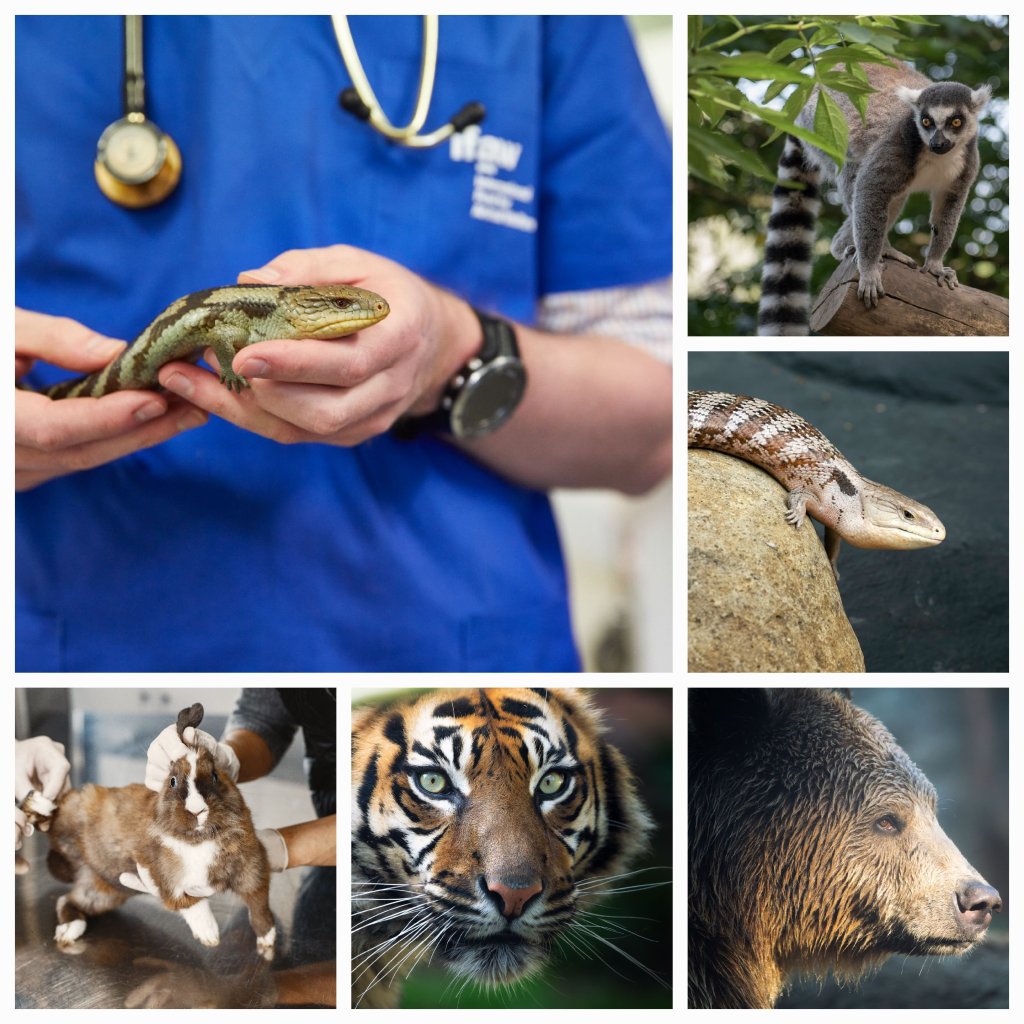 A Day in the Life of a Wildlife Veterinarian: An Inspiring and Eye-Opening&nbsp;Experience