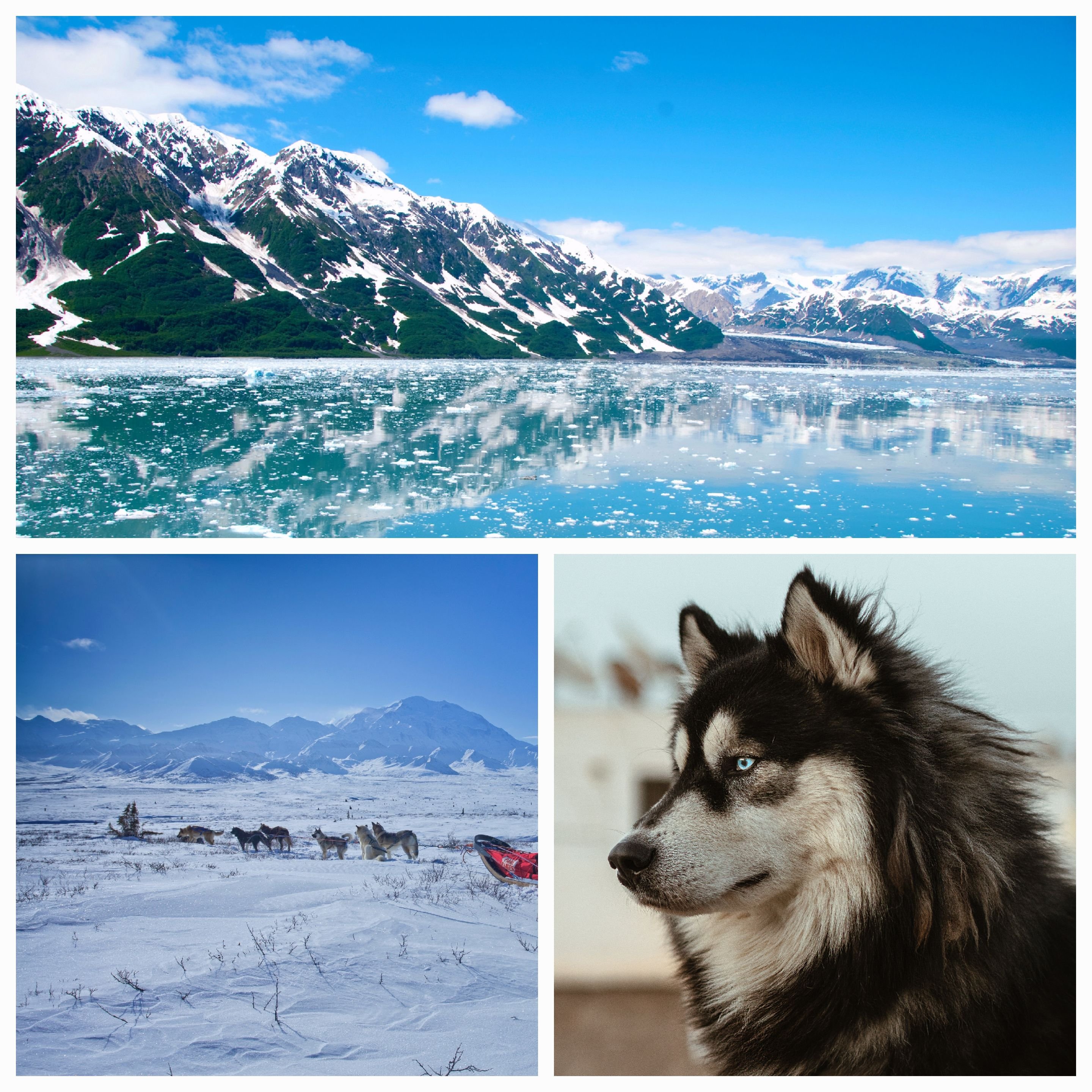 The Serum Run of 1925: A Heroic Feat of Endurance and Determination