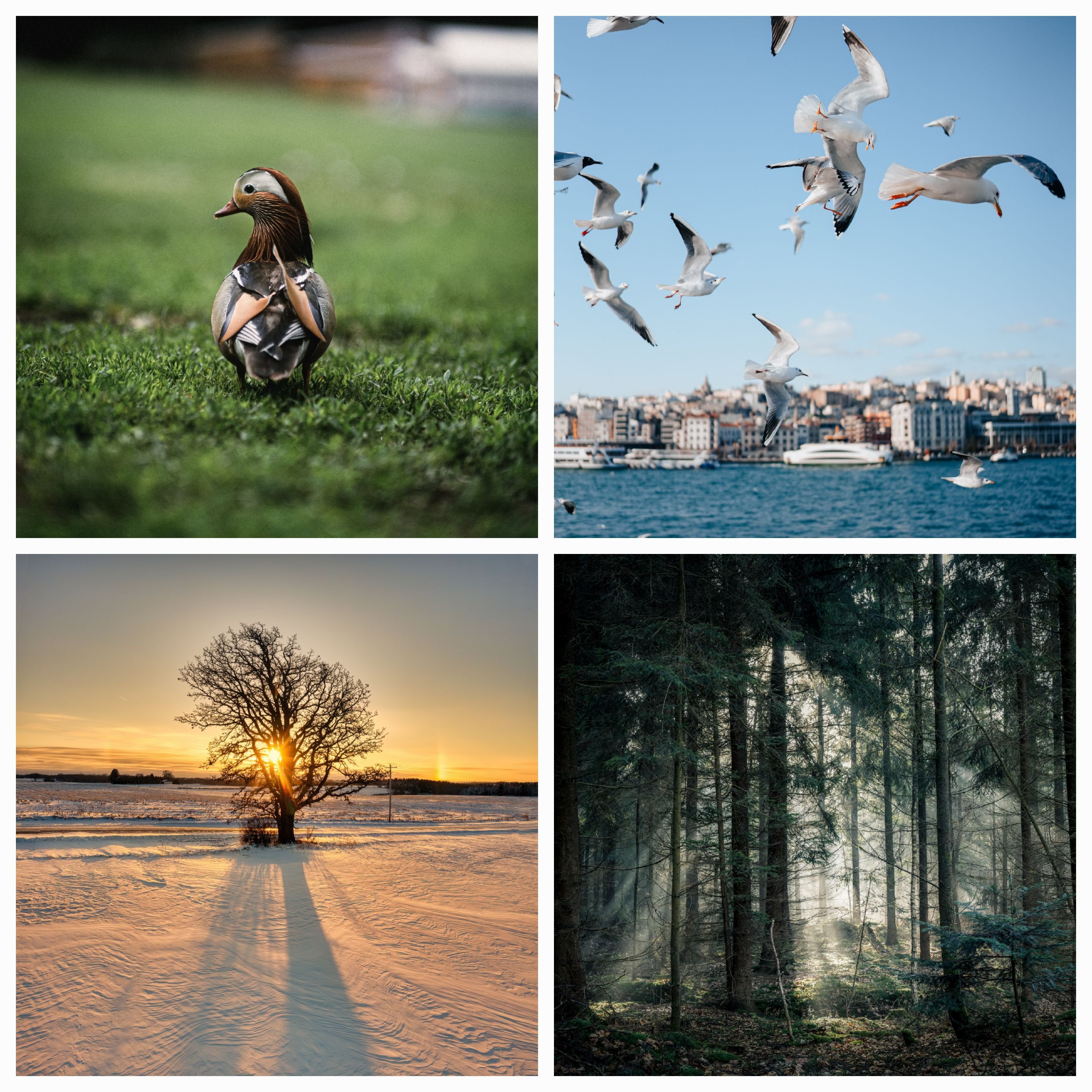 Life Lessons from the Idiomatic Expressions ‘One Bird Doesn’t Make a Swallow’ and ‘One Tree Doesn’t Make the Woods’