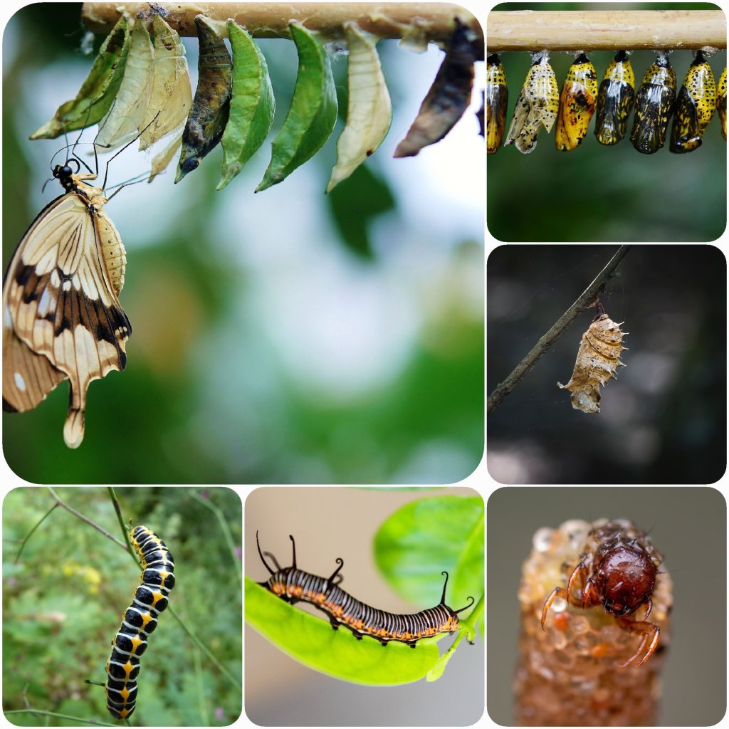 Breaking Out of the Information Cocoon Room: Why Diversifying Your Information Sources is Crucial