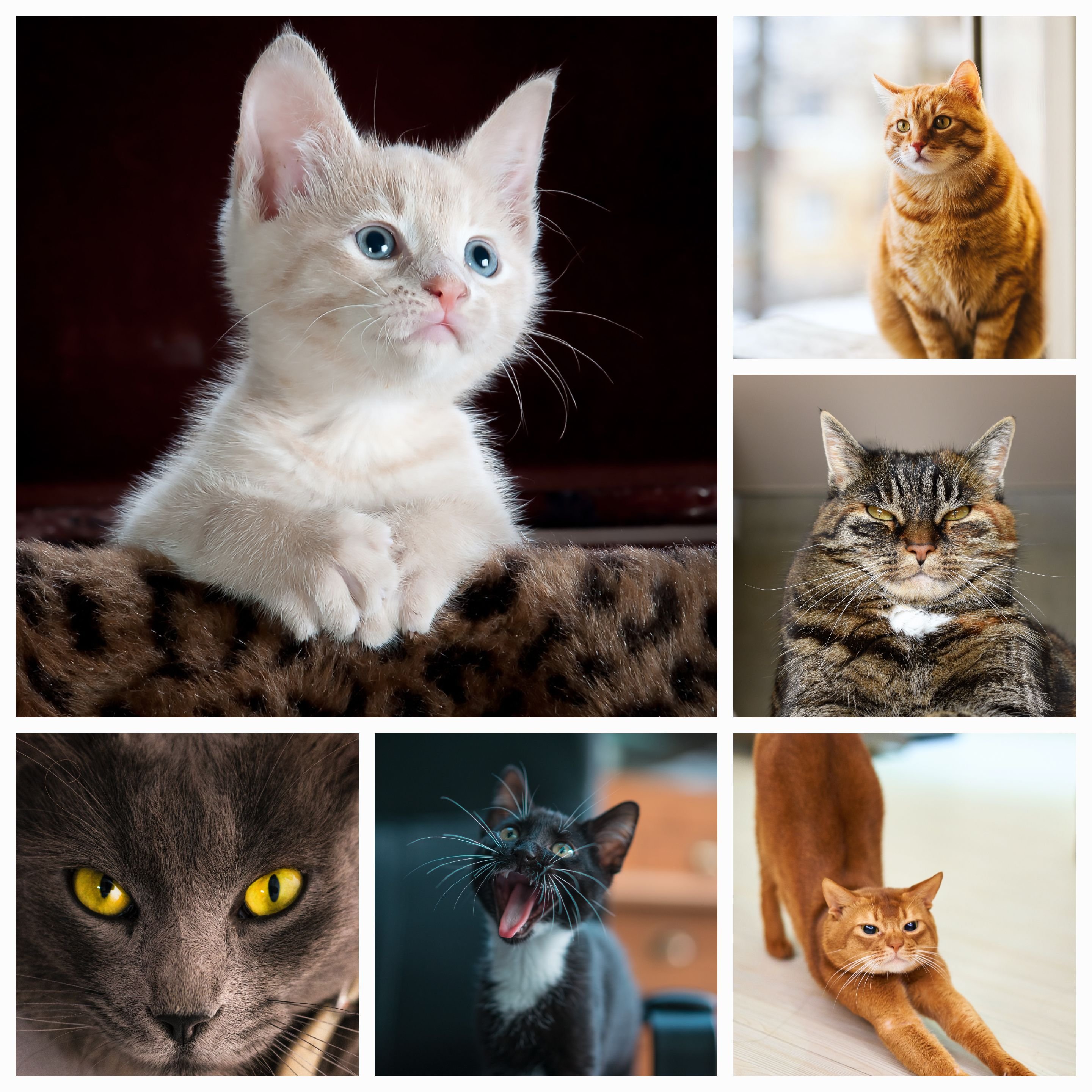 Dogs vs. Cats: A Comprehensive Analysis for Choosing the Perfect Pet