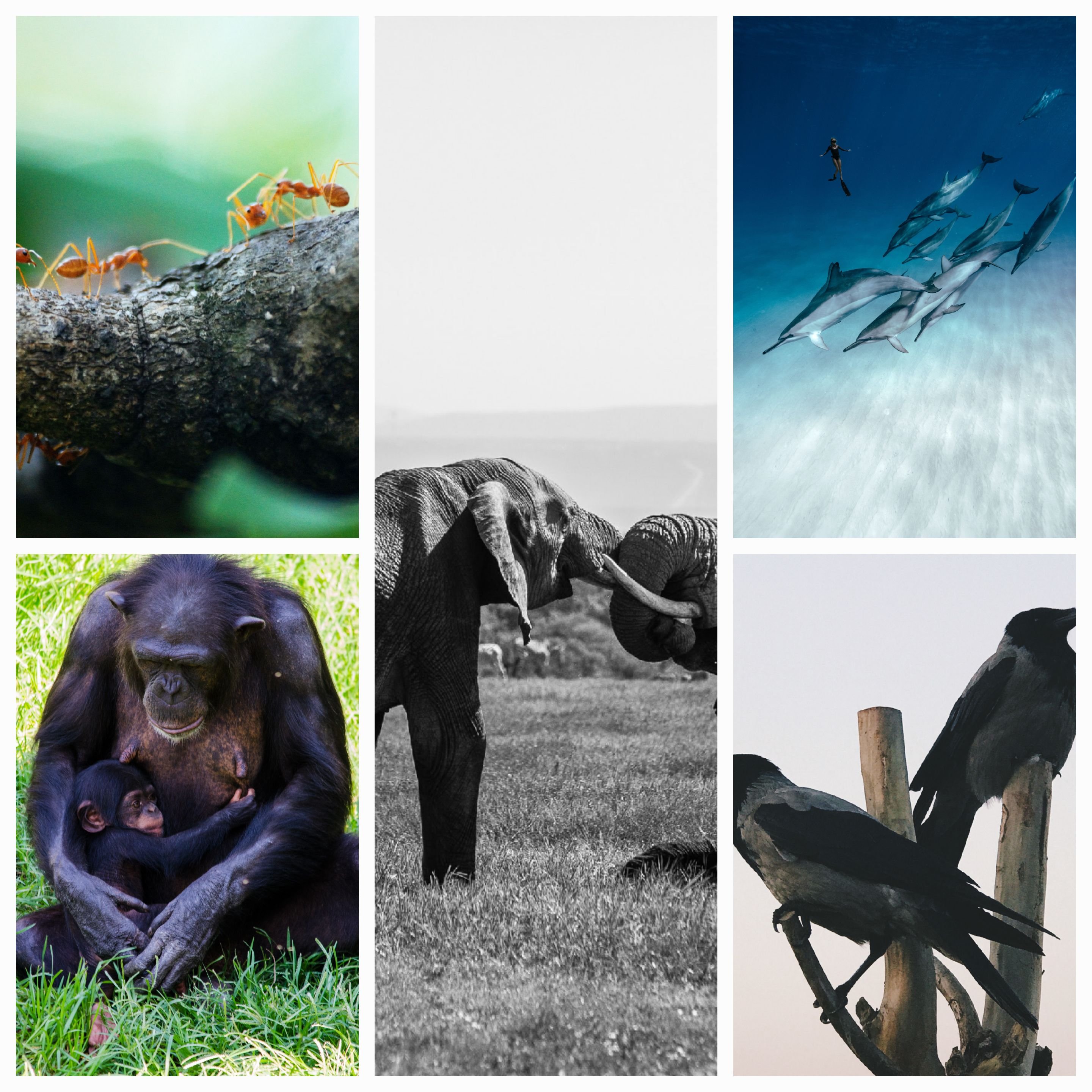 Beyond Humanity: Exploring the Universality of Mindfulness in Nature