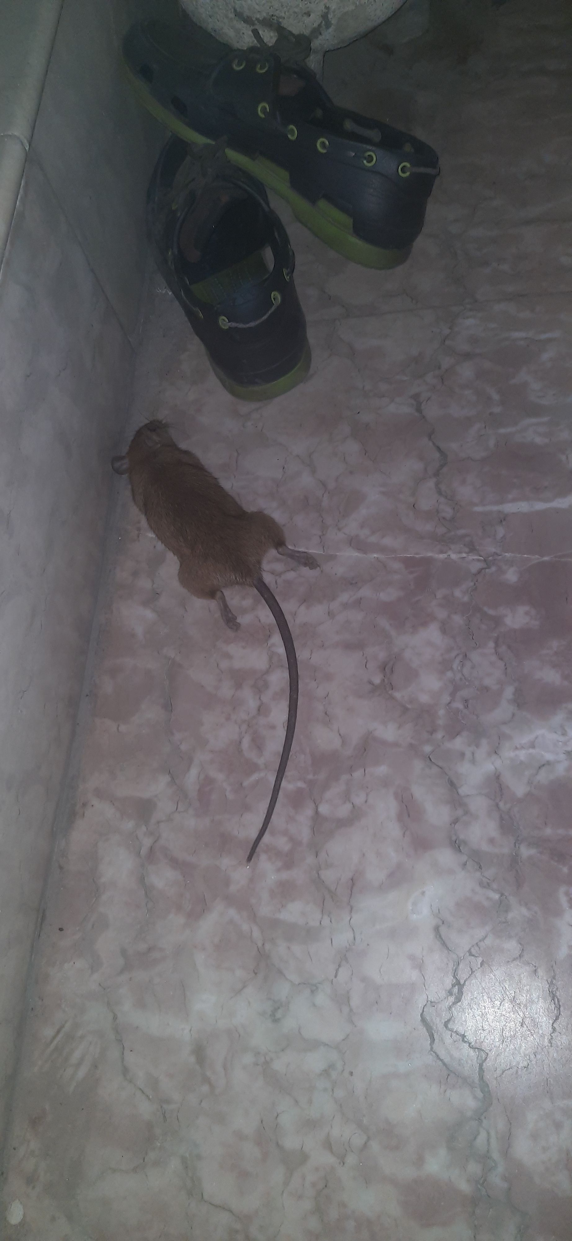 Confronting Fear: My Encounter with a Dead Rat on the Balcony