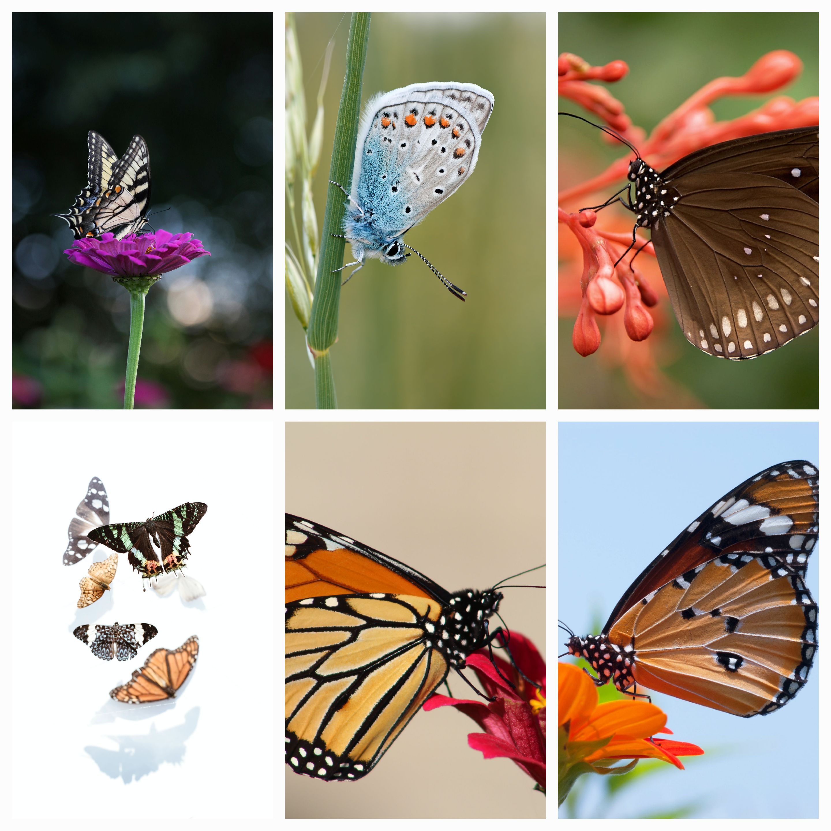 Embracing Transformation: The Resilience of the Butterfly and Our Own Journey