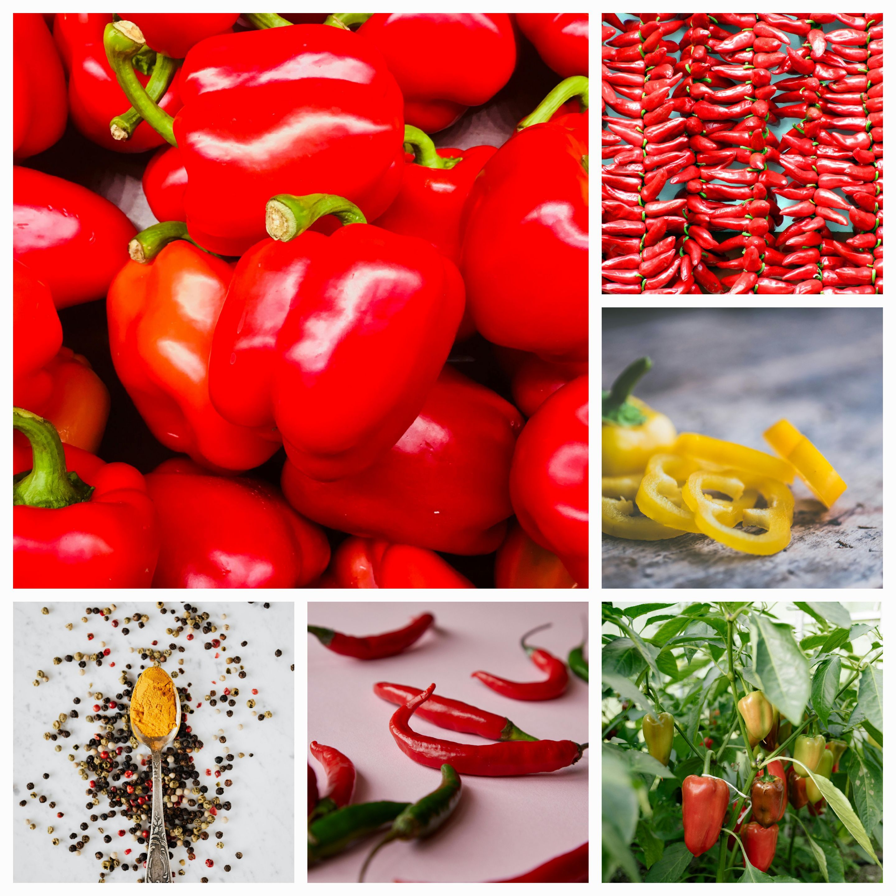 The Ultimate Guide to Peppers: From Mild to Wild – Discover Their Flavors, Uses, and Heat Levels