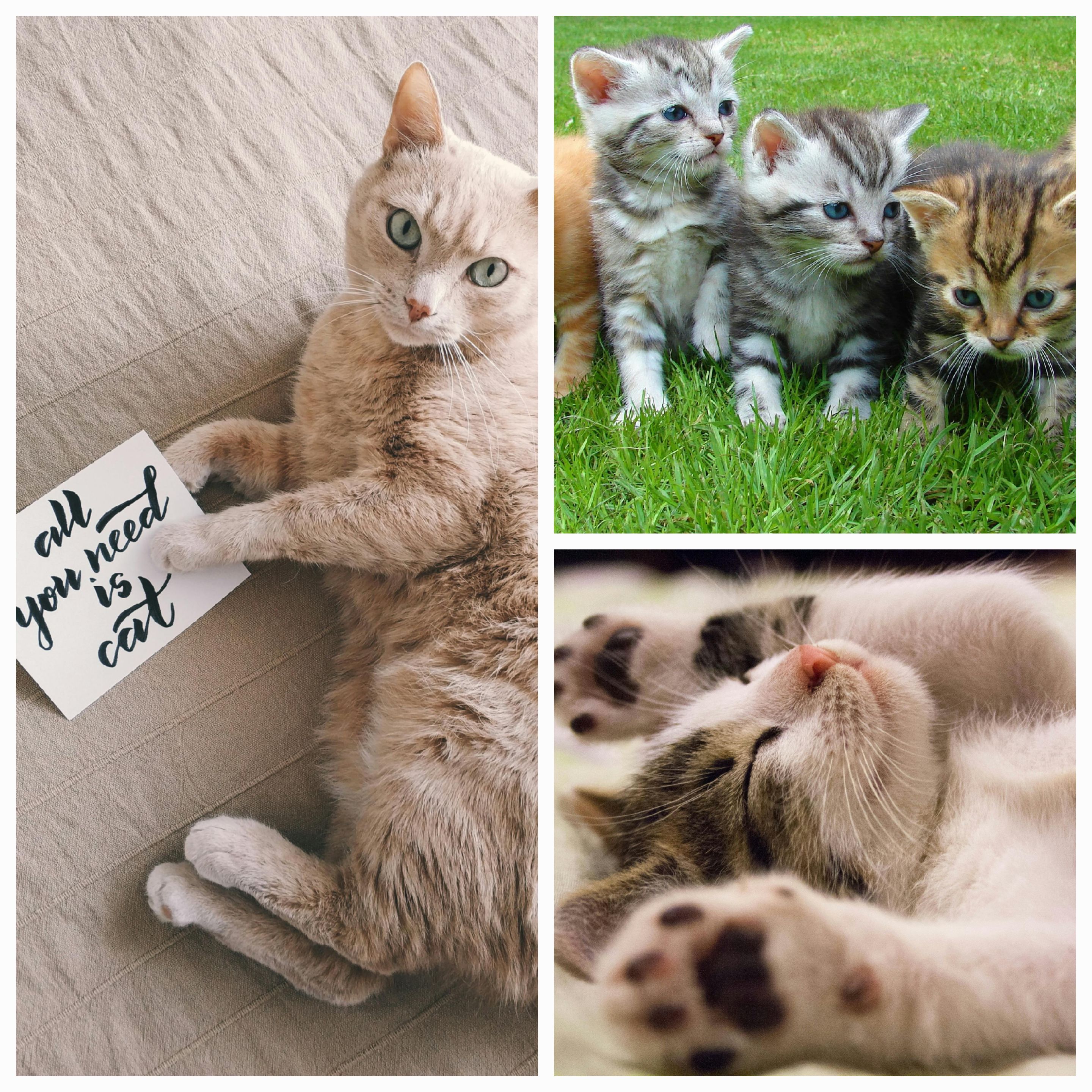 Verses Are Like Cats: Navigating the Fickle Nature of Creativity