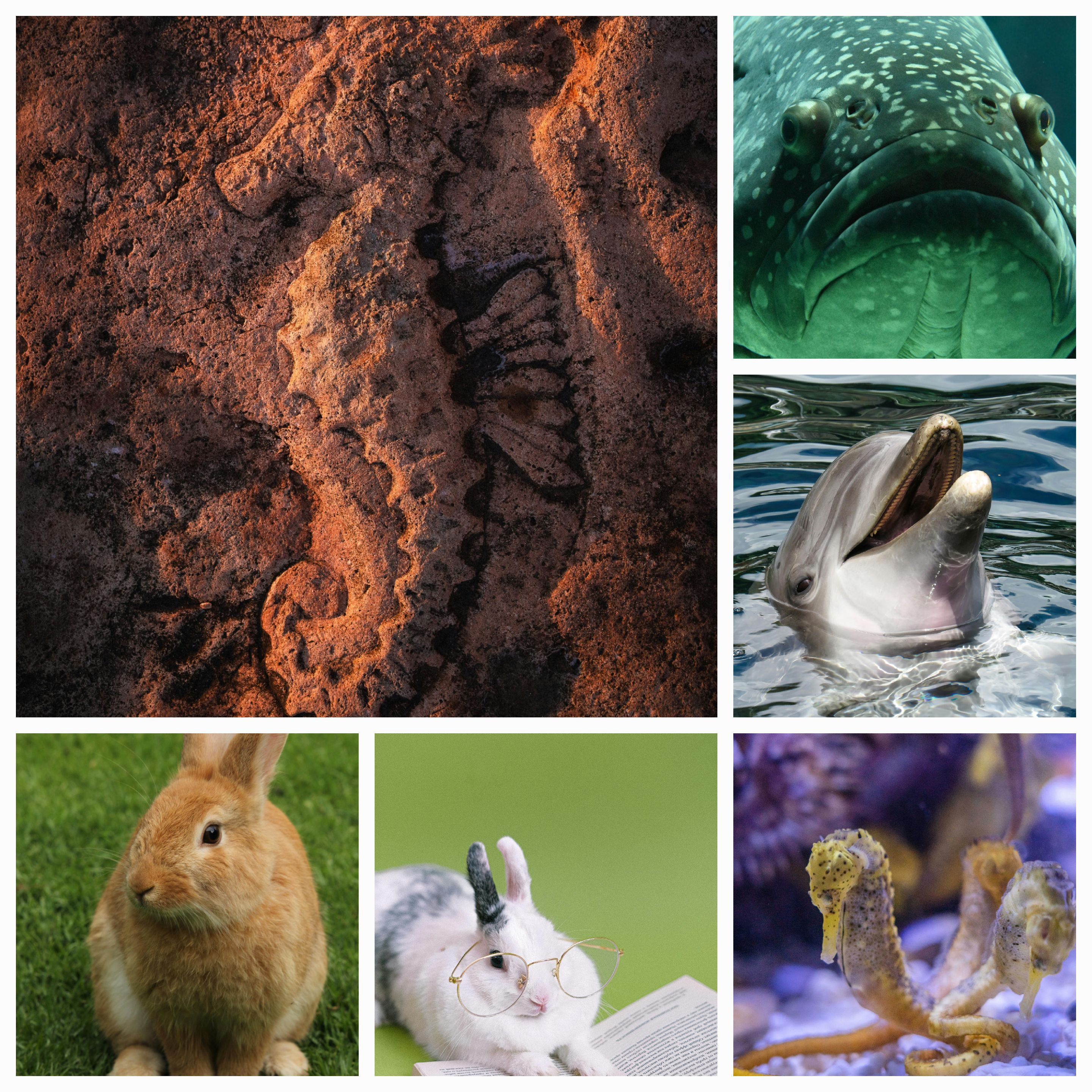 Embracing the Seahorse Spirit: Navigating Life with the Sensitivity of a Pisces-Rabbit Fusion