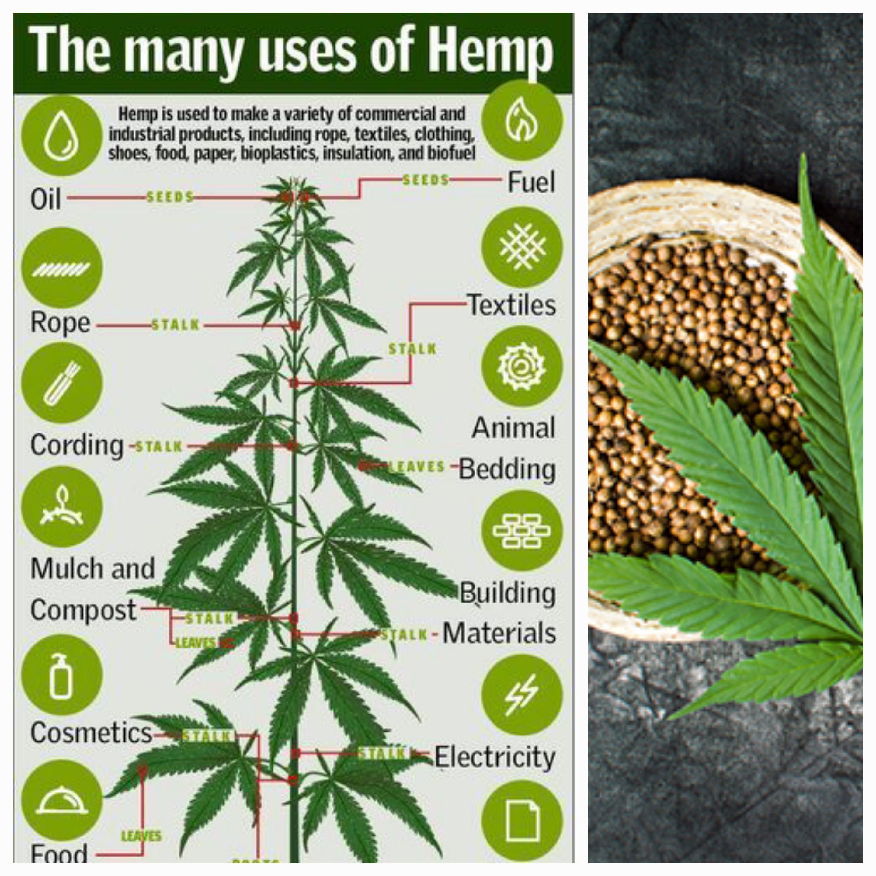 Pervasive Deception: Peering into Amazon’s Problematic Hemp Market