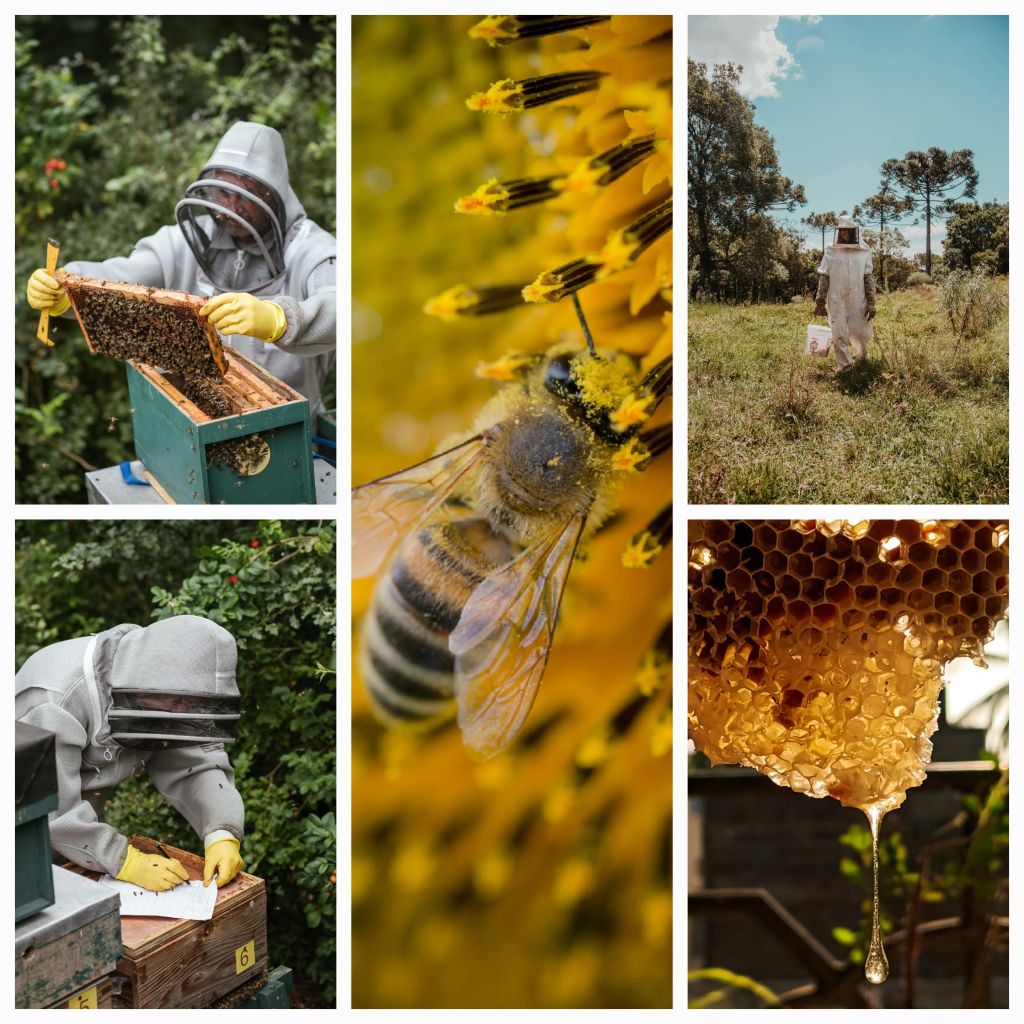 Legacy of the Hive: A Beekeeper’s Journey in Rural India&nbsp;#Beekeeping