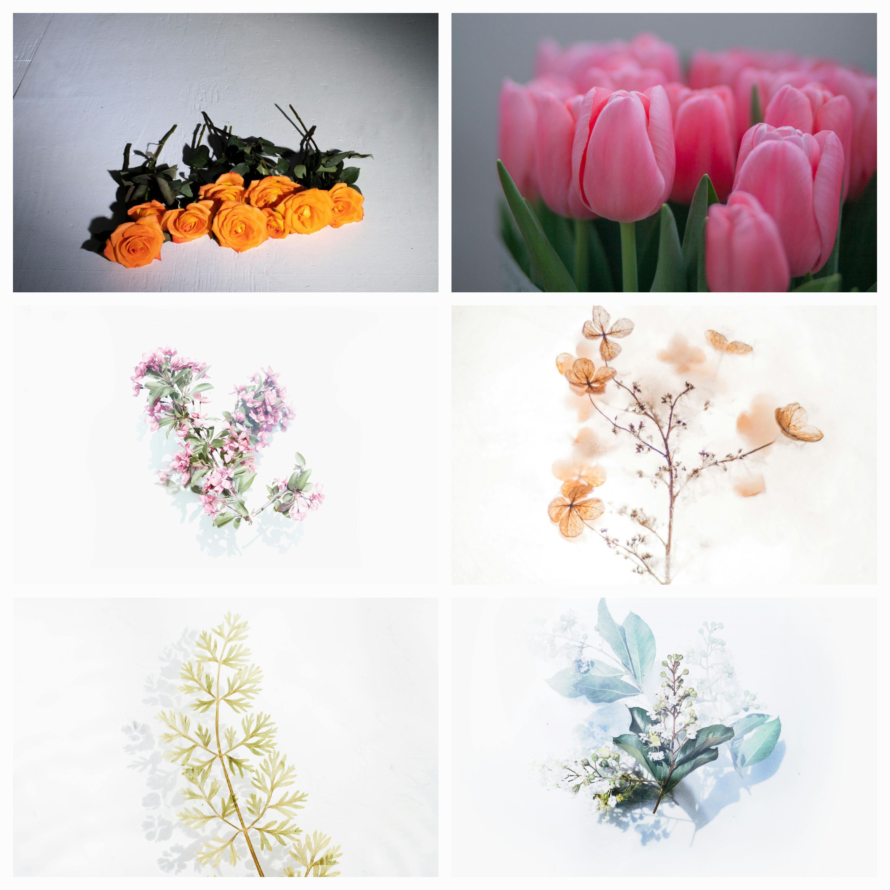 Vignettes in Verse: A Journey Through Life’s Moments in Japanese Tanka Poetry