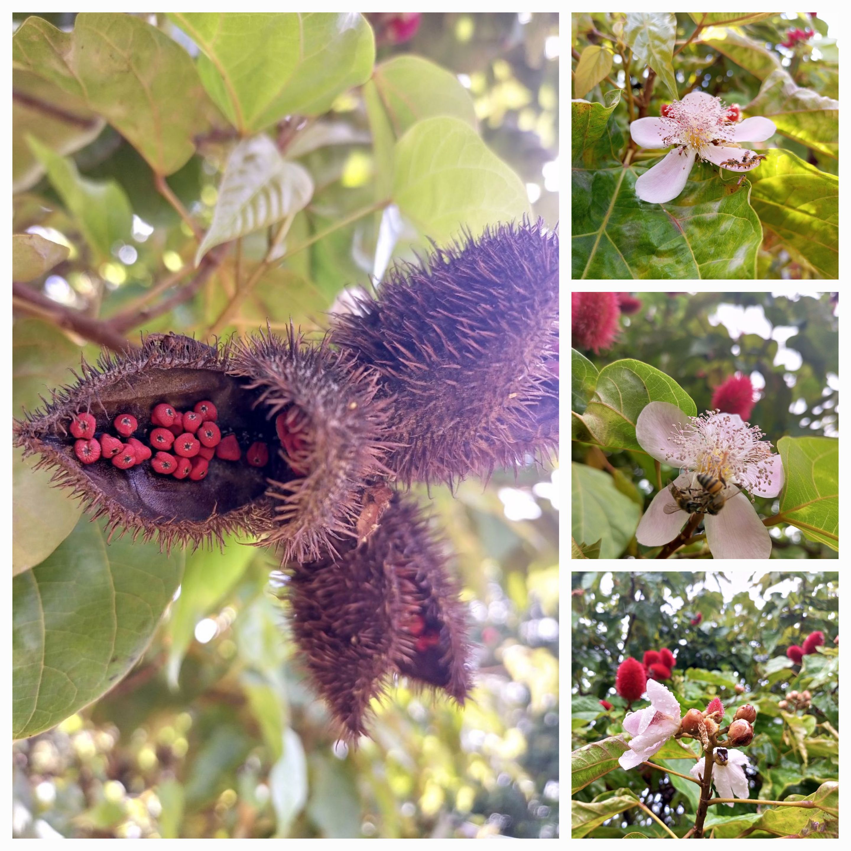 The Onoto Tree: A Venezuelan Memoir of Rain, Family, and Tradition