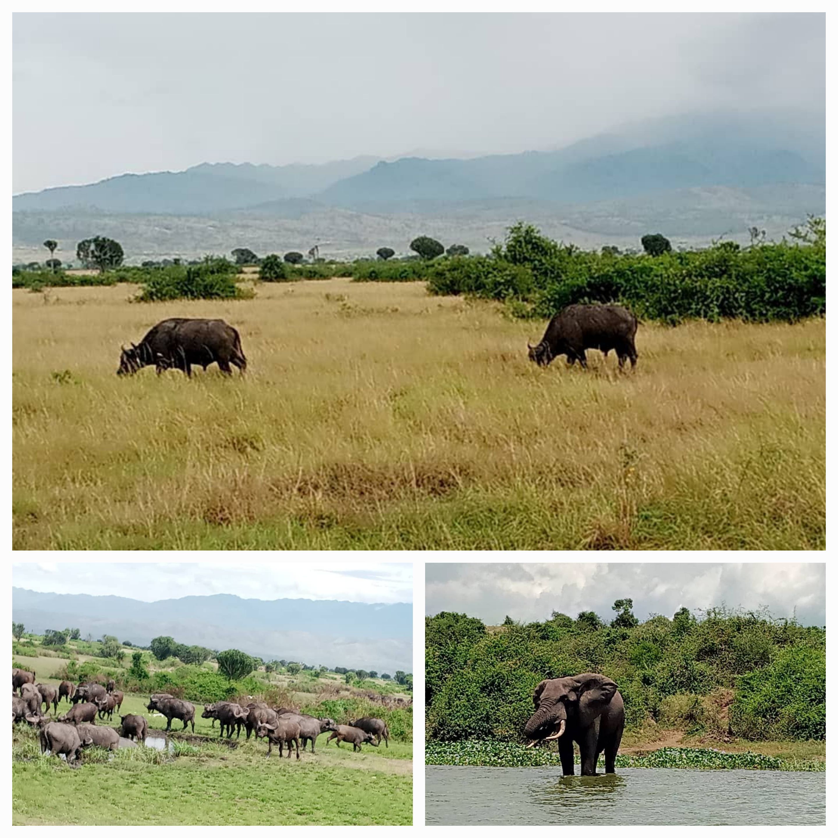Exploring Queen Elizabeth National Park, Uganda: A Wildlife Safari Adventure Like No Other