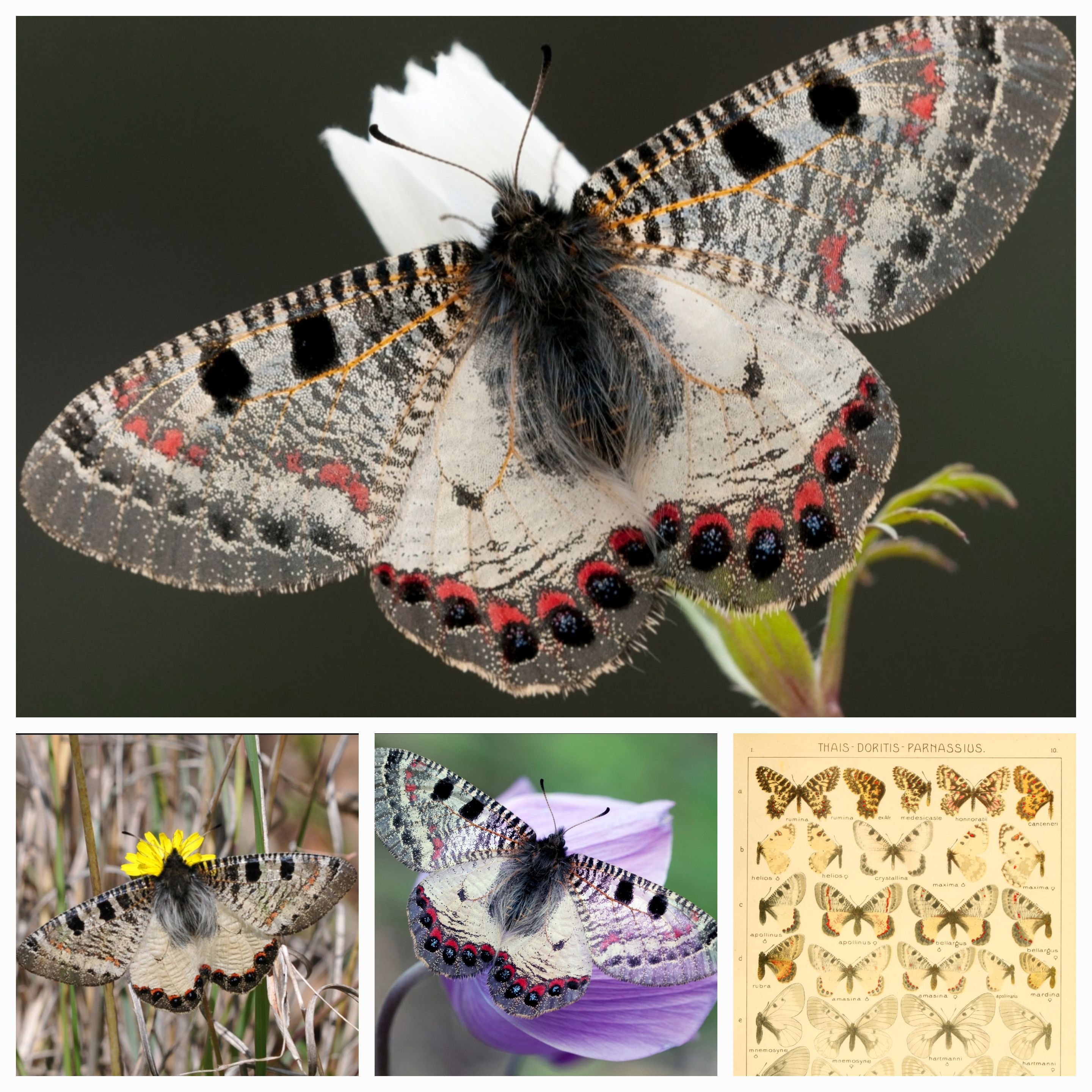 Discover the Beautiful False Apollo (Archon apollinus bellargus): A Complete Guide to Its Habitat, Life Cycle, and Conservation