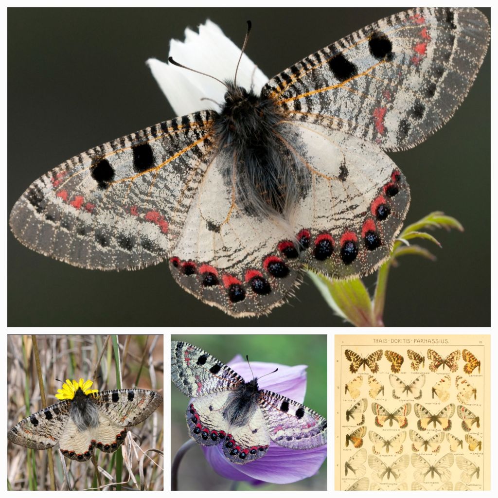 Discover the Beautiful False Apollo (Archon apollinus bellargus): A Complete Guide to Its Habitat, Life Cycle, and&nbsp;Conservation