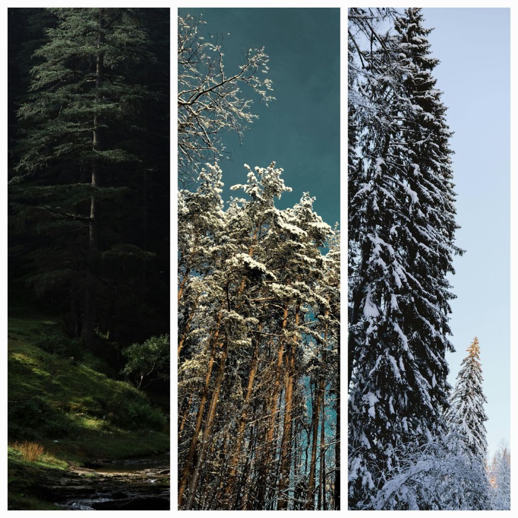 Through the Fire: Embracing the Resilience of the Jack Pine – A Journey of Growth and&nbsp;Survival