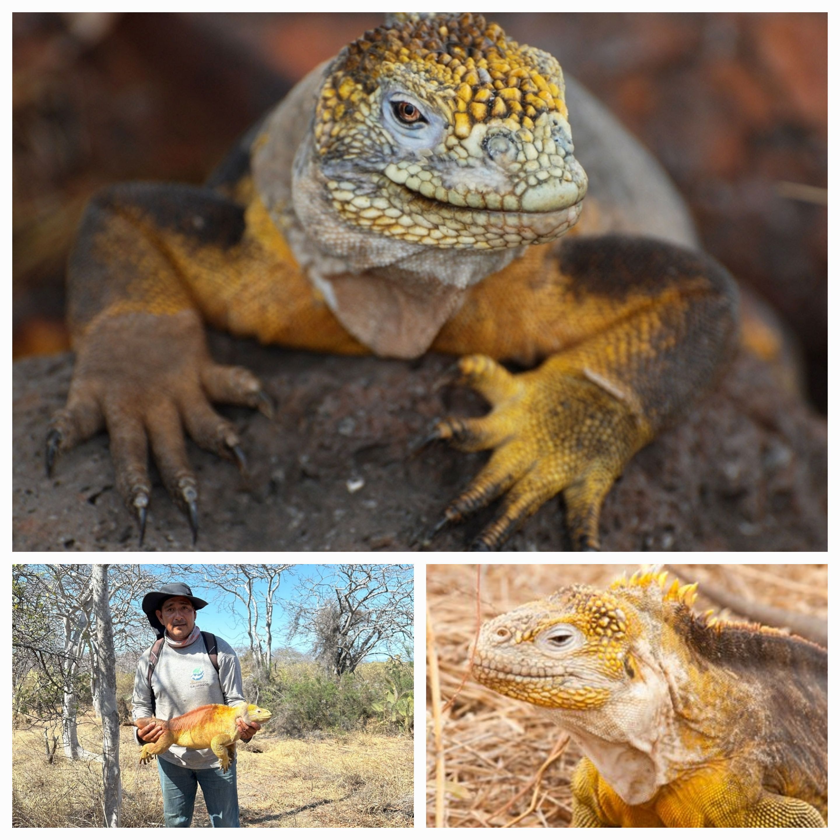 Reviving the Yellow Iguanas: The Fight Against Invasive Species at Cartago Bay, Isabela Island