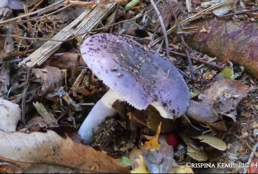 The Mushroom That Dreamed of Light: A Poignant Tale of Longing and Existence