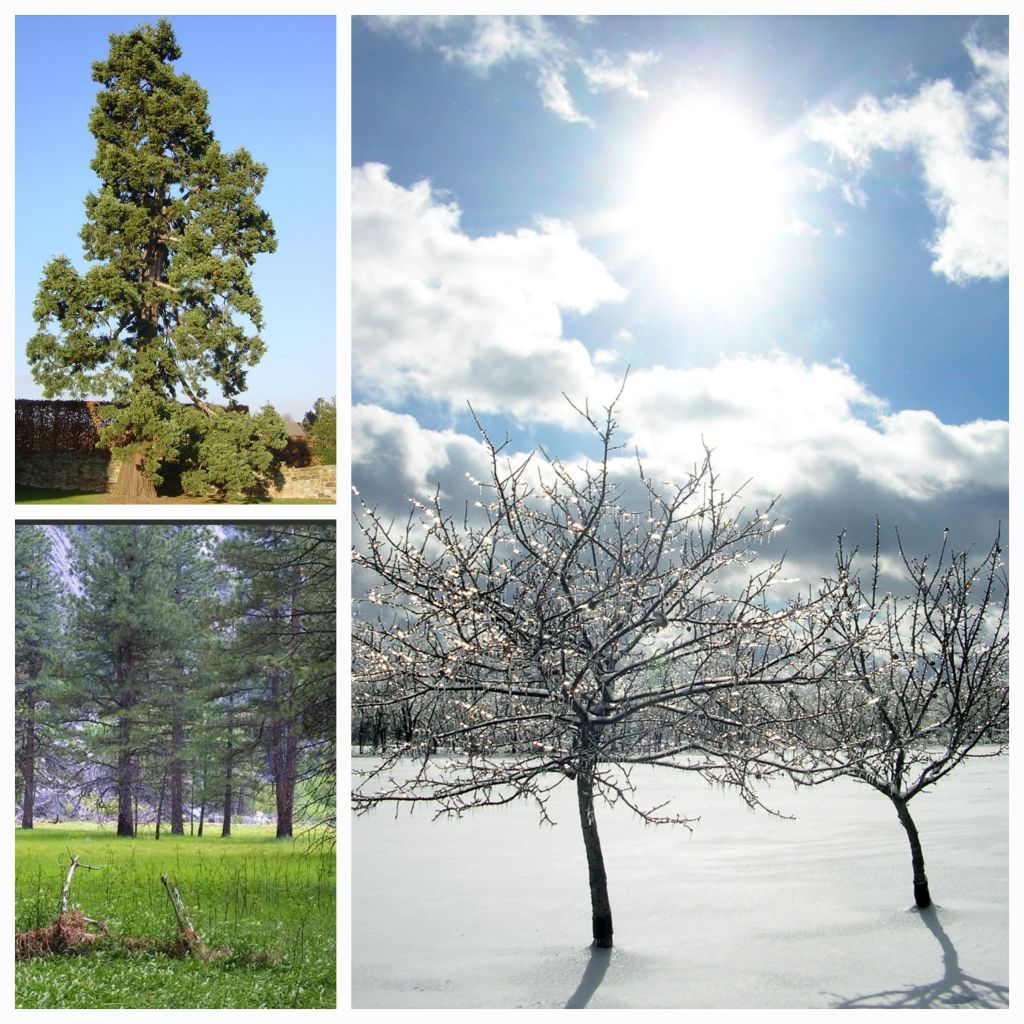 Discovering the Secret Heartbeat of Trees: How Nature’s Rhythm Connects Us&nbsp;All