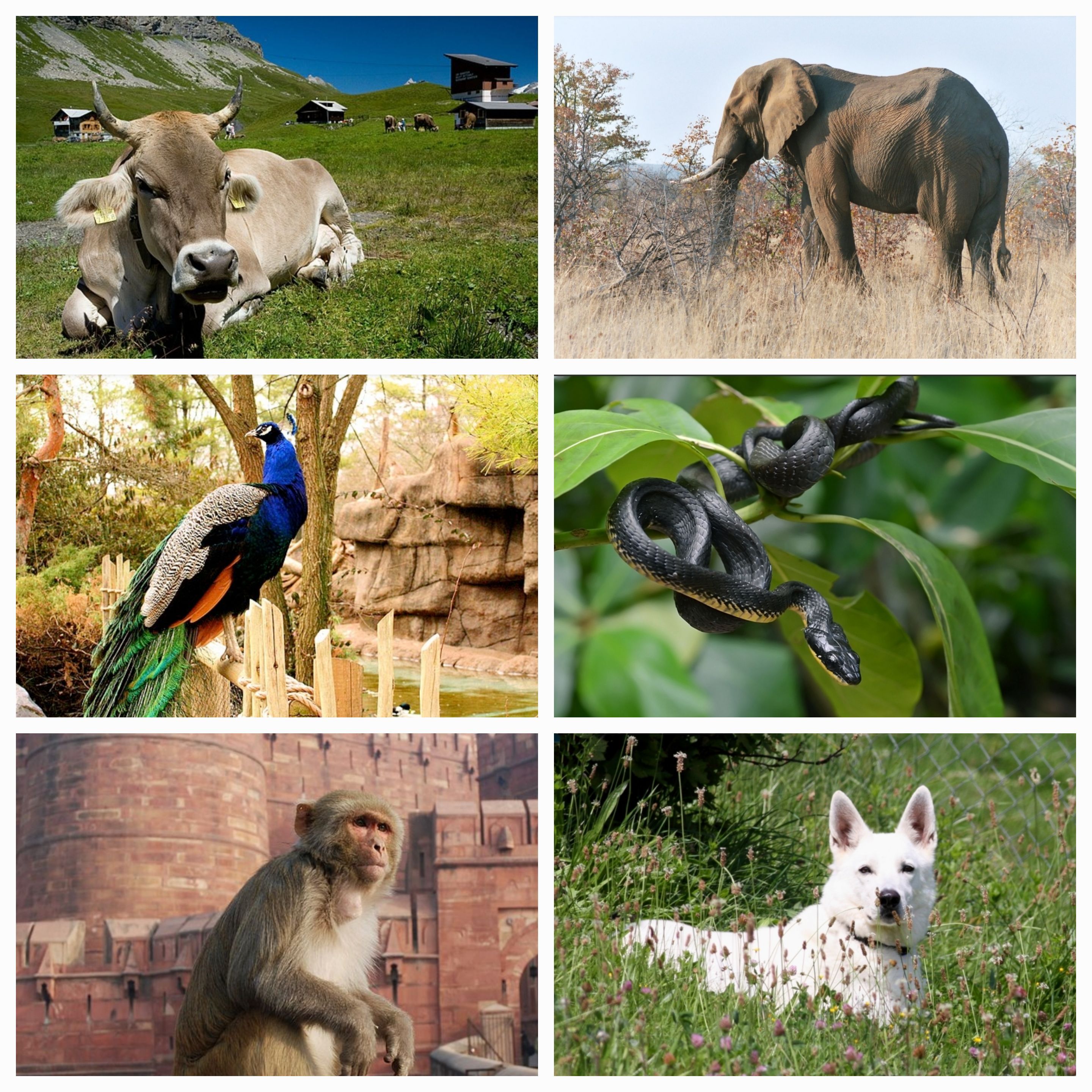 Exploring the Spiritual and Symbolic Significance of Favorite Animals: From Cows to Dogs