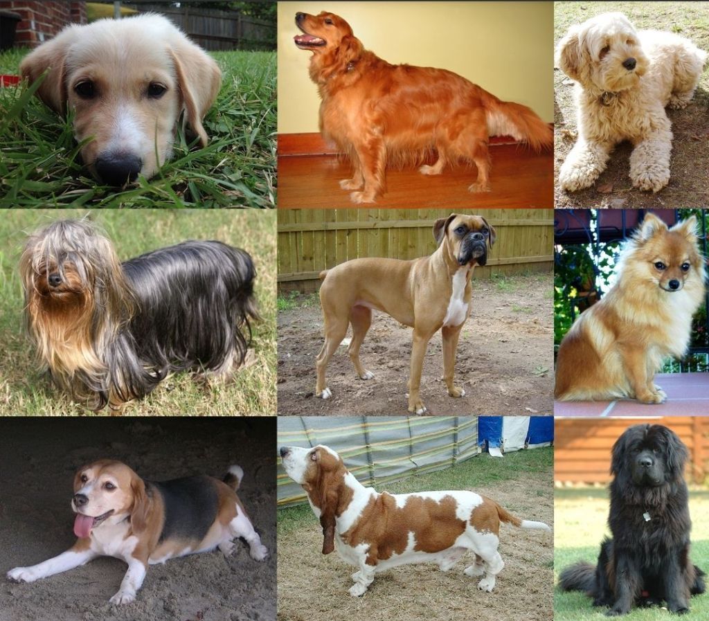 The Unspoken Bond: Exploring the Quiet Joys of Having a Pet #Poetry