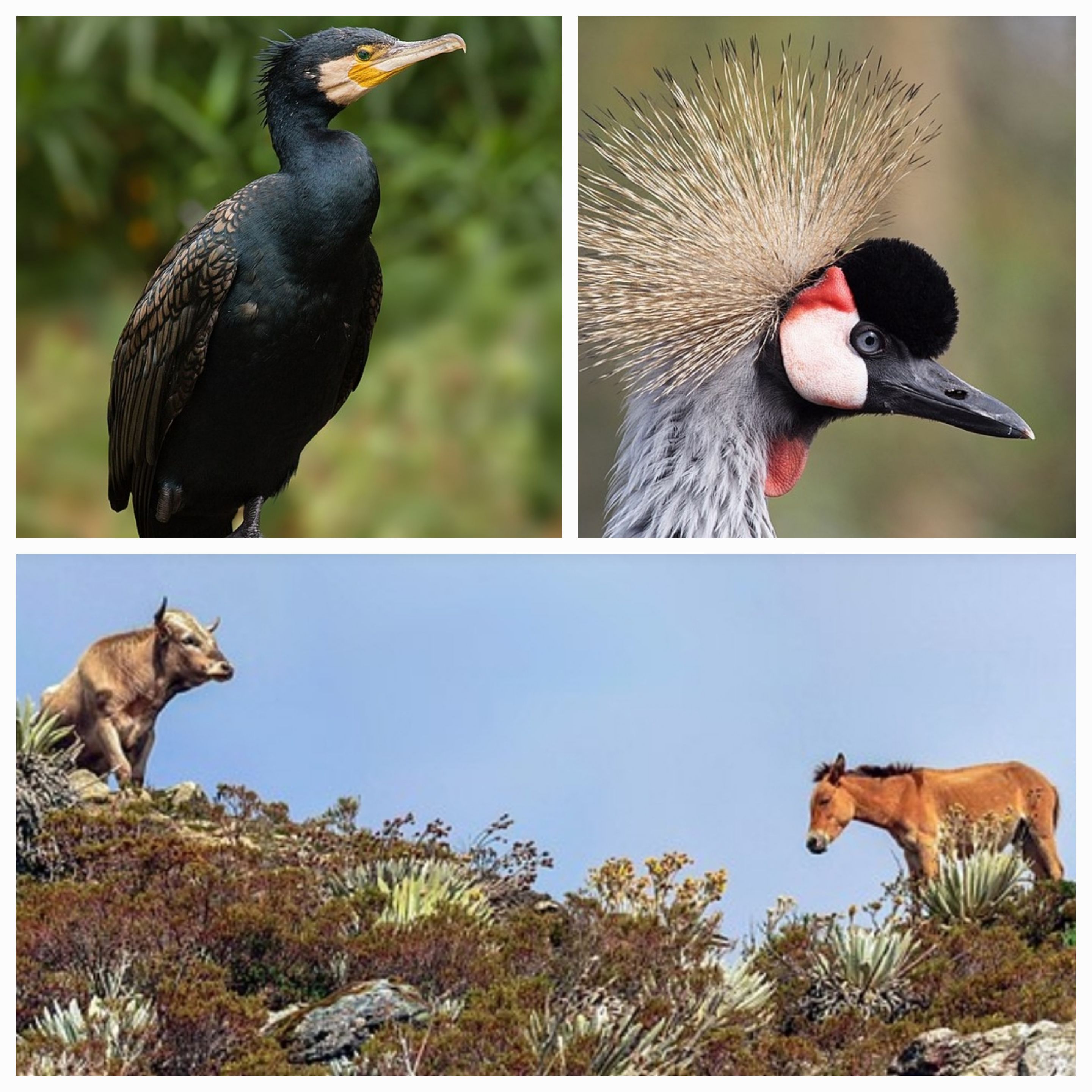 Do You Ever See Wild Animals? Tales, Reflections, and the Call of the Untamed