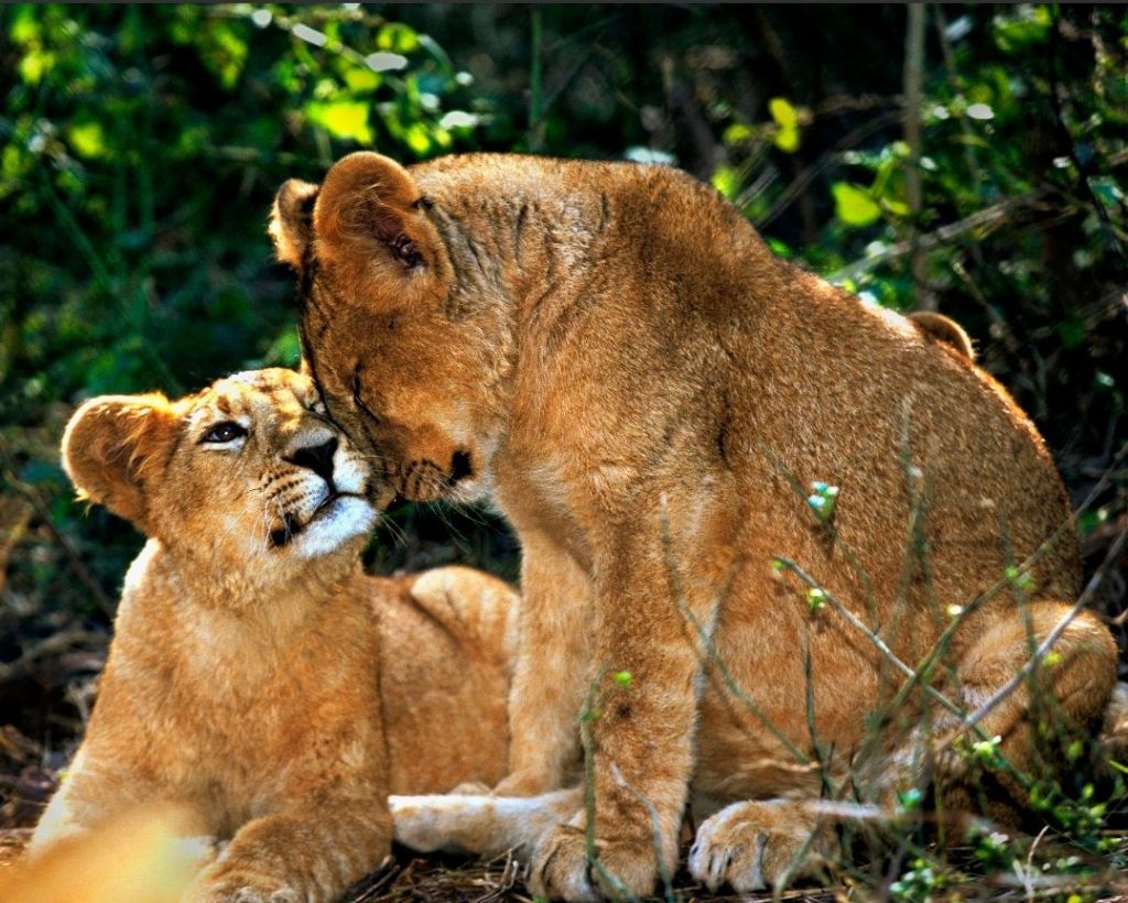 Fragments of an Eternal Love: A Poetic Journey Through Time, Passion, and Survival&nbsp;#Poetry