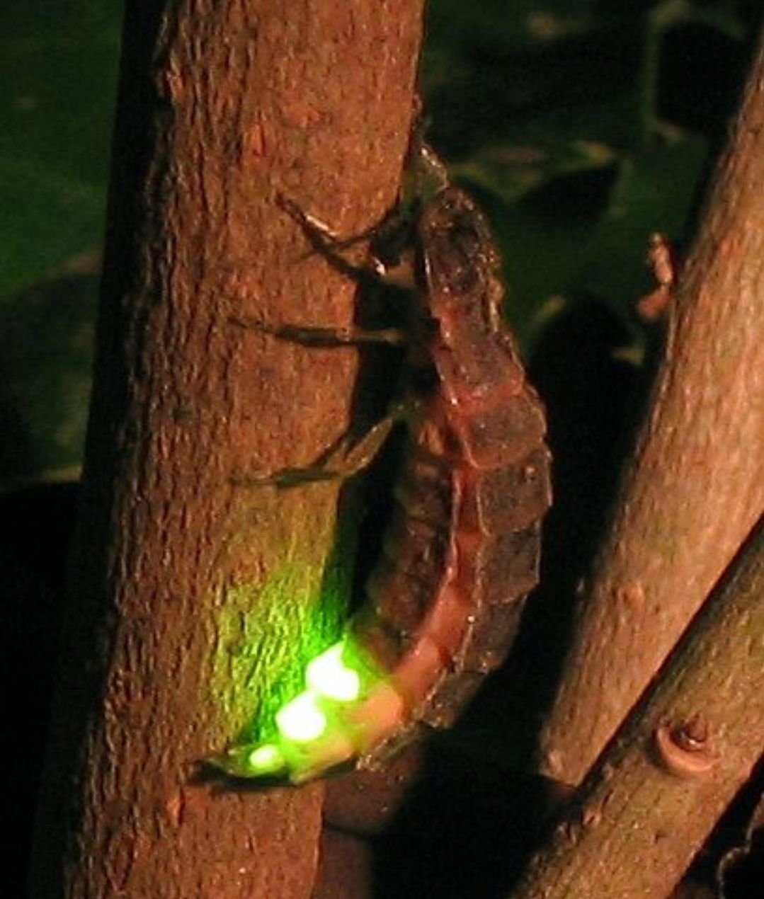 The Aftertaste of Triumph: A Reflection on Fulfillment