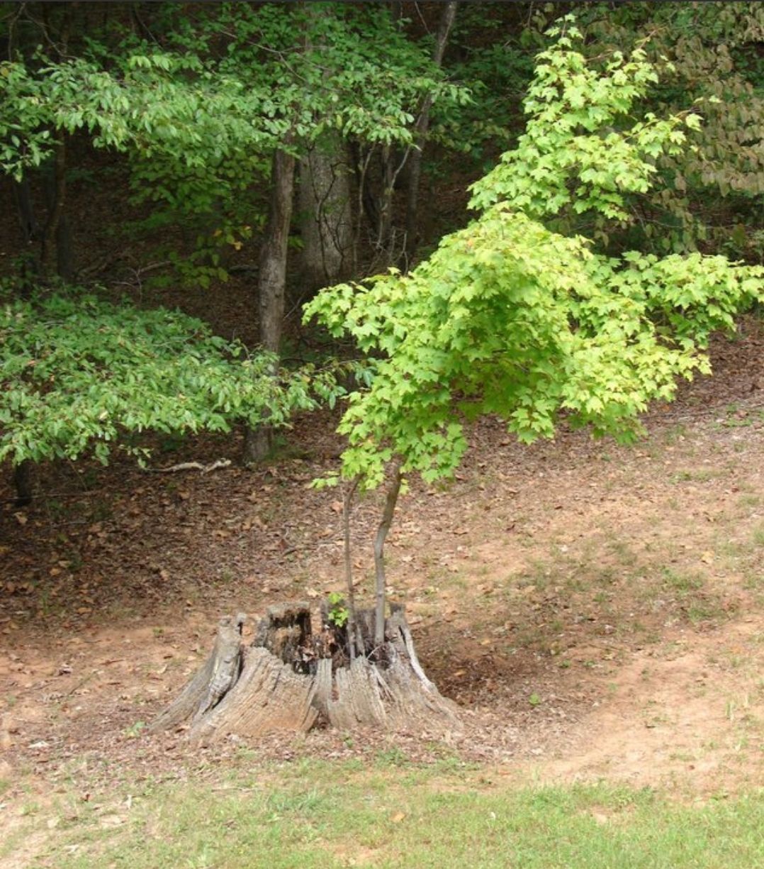 When I Am Reborn, I Want It Just Like This