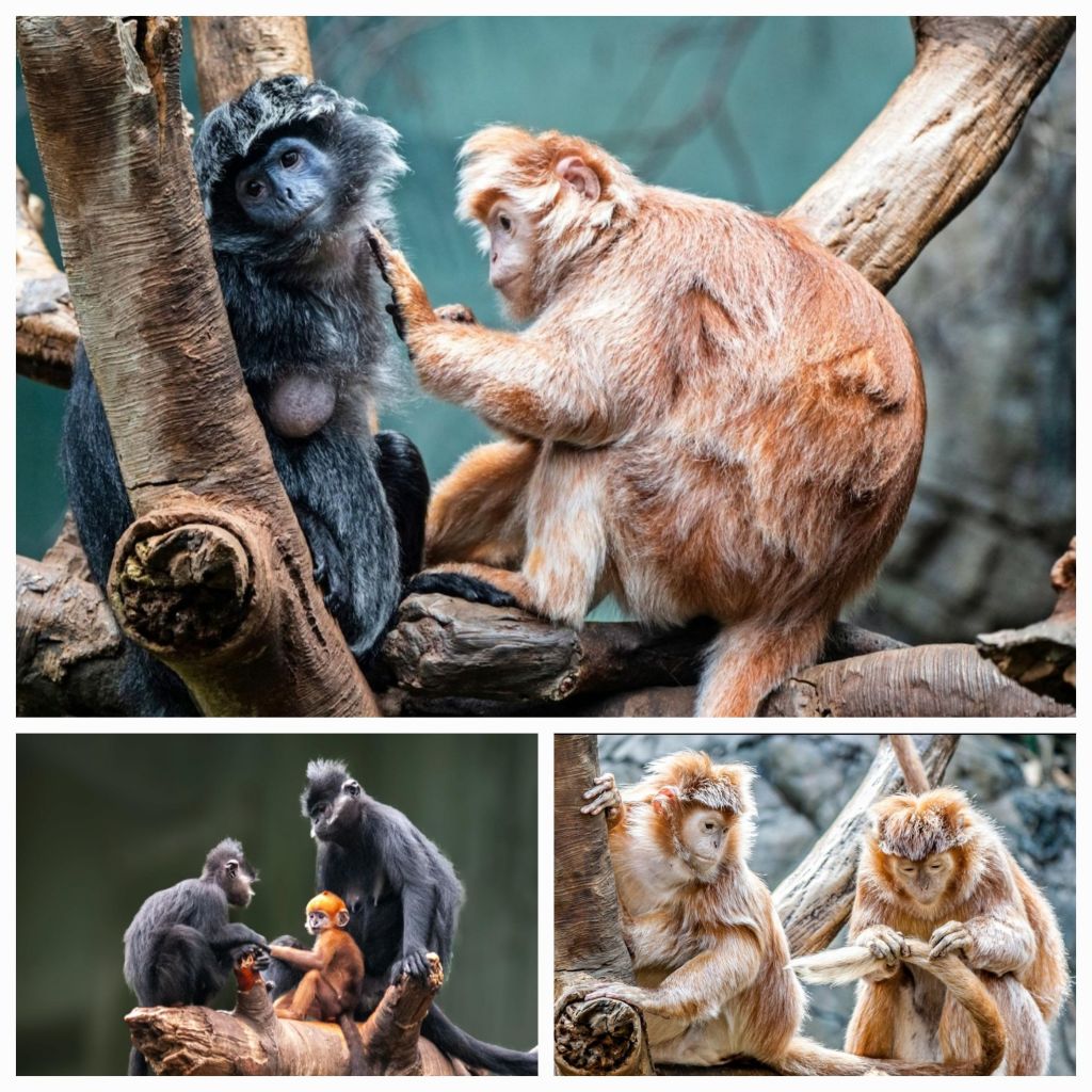 Love, Not in&nbsp;Gazing