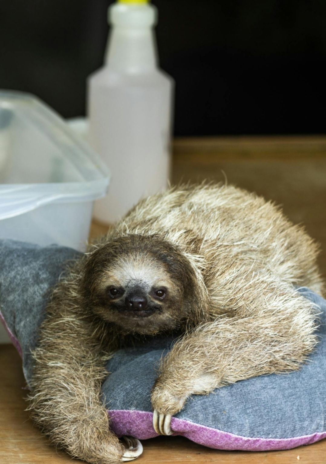 The Gospel of Gravity: A Manifesto for the Slothful Soul