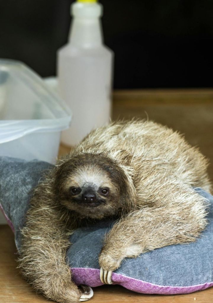 The Gospel of Gravity: A Manifesto for the Slothful Soul #poetry