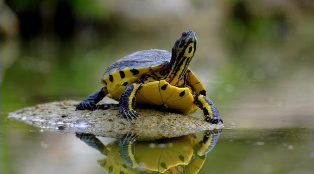 The Unmapped Cartography of Motion (A Journey Across the Veins of a Nation)