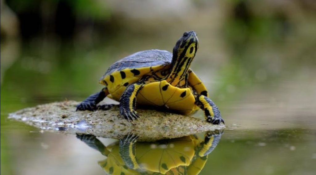 The Unmapped Cartography of Motion (A Journey Across the Veins of a Nation)&nbsp;#poetry