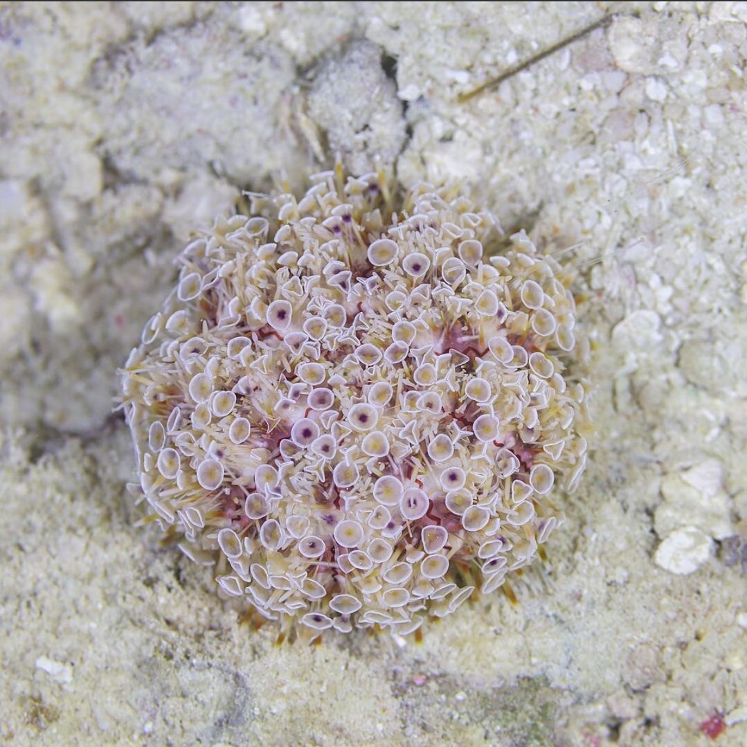 Eyes and the Vacant Room