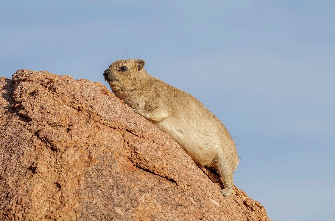 I Am the Question: Neither Leader Nor Follower