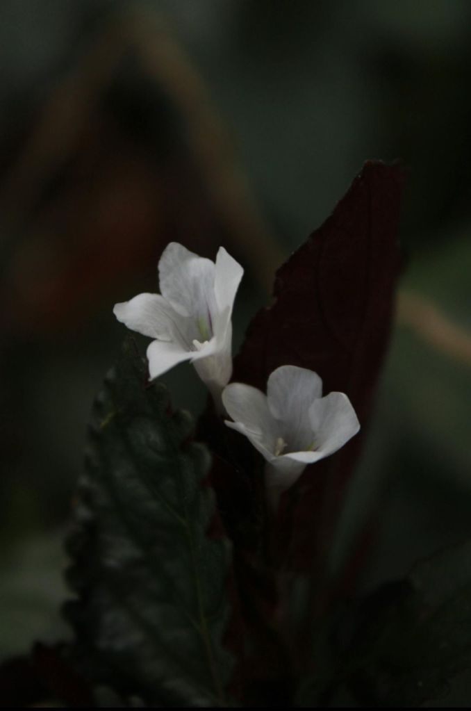 What Are You Good At?
A Confession in Light and Dark