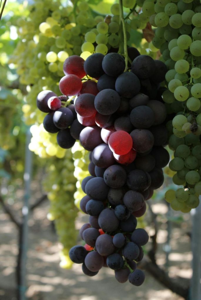 A Feast of Stories #BlogchatterFoodFest