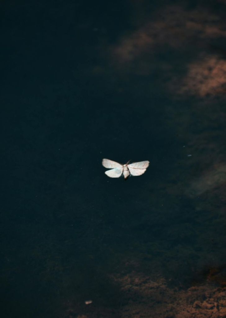 The Escape Artist: The Light Trilogy