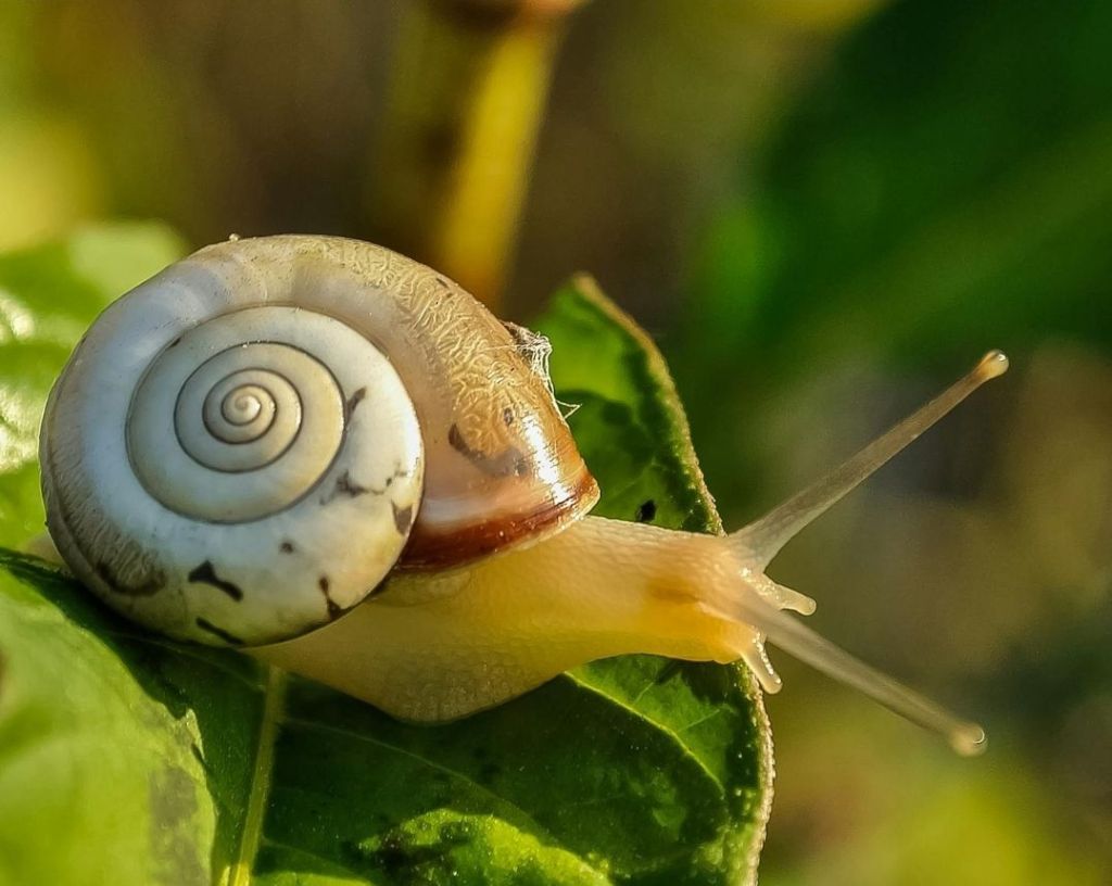 Slow and Steady: The Gentle Journey of a Snail