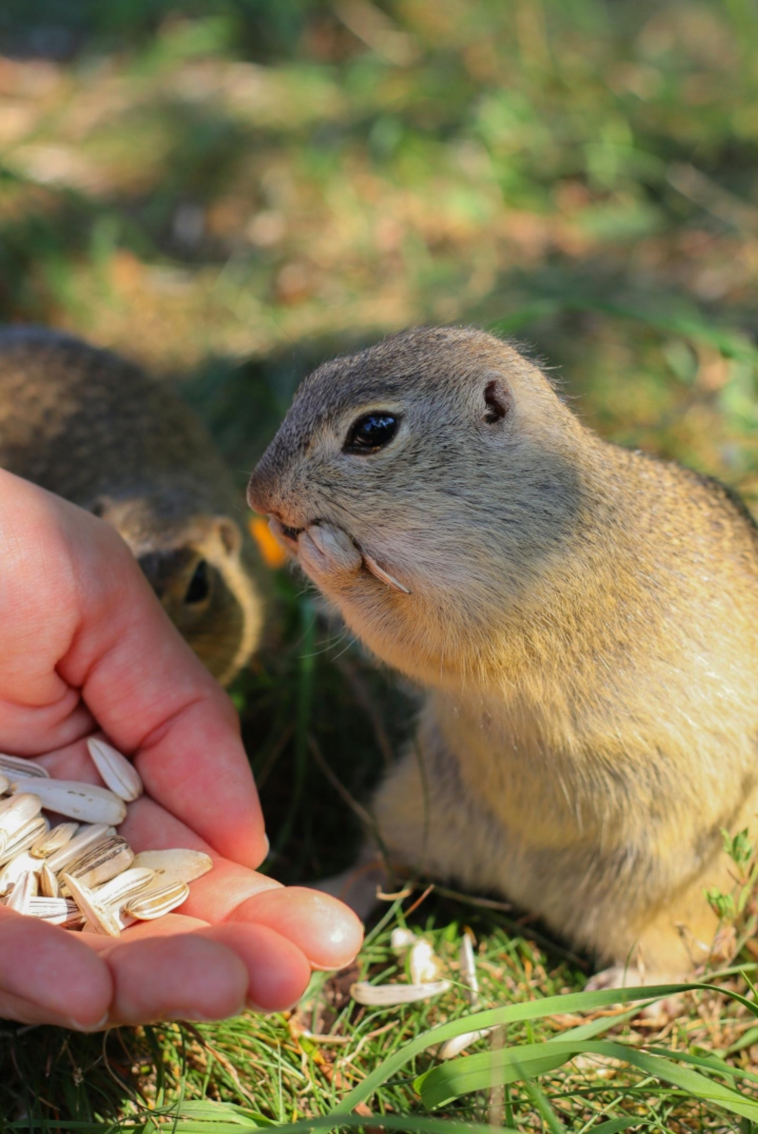 Sunflower Seeds vs. Pumpkin Seeds: The Definitive Guide to Optimal Health and Nutrition