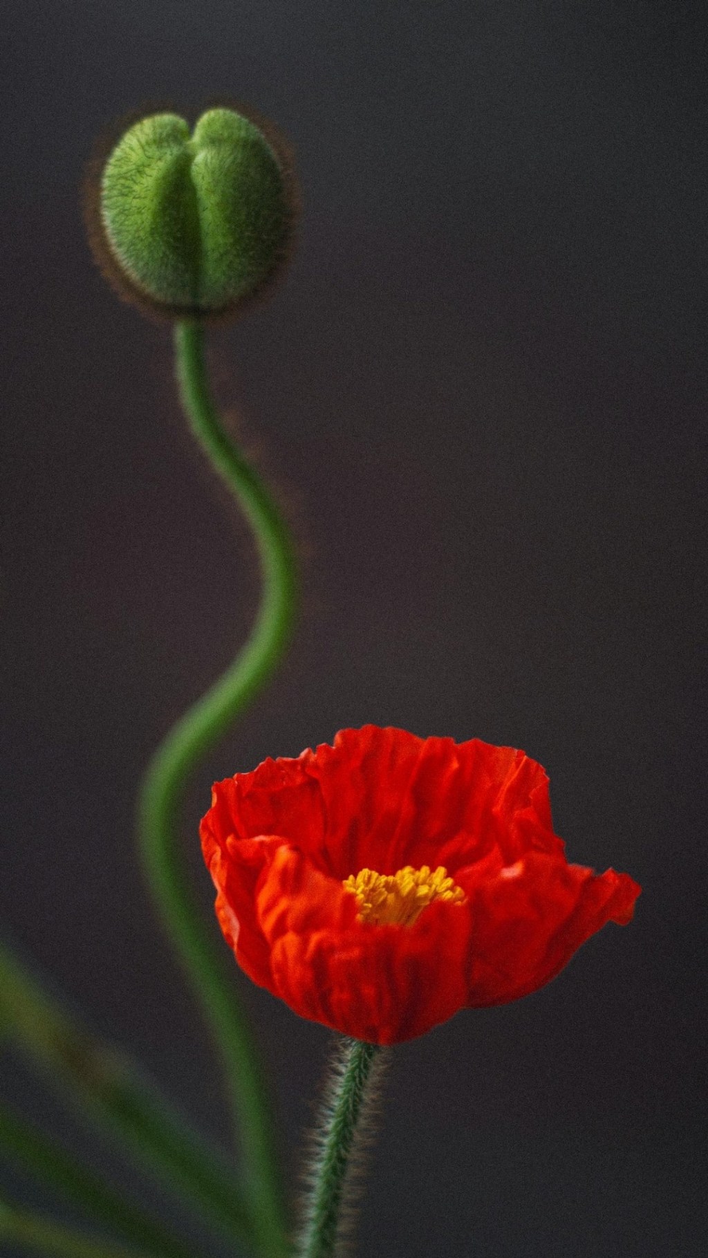 Proud Inheritance: A Tapestry of Cultural&nbsp;Heritage