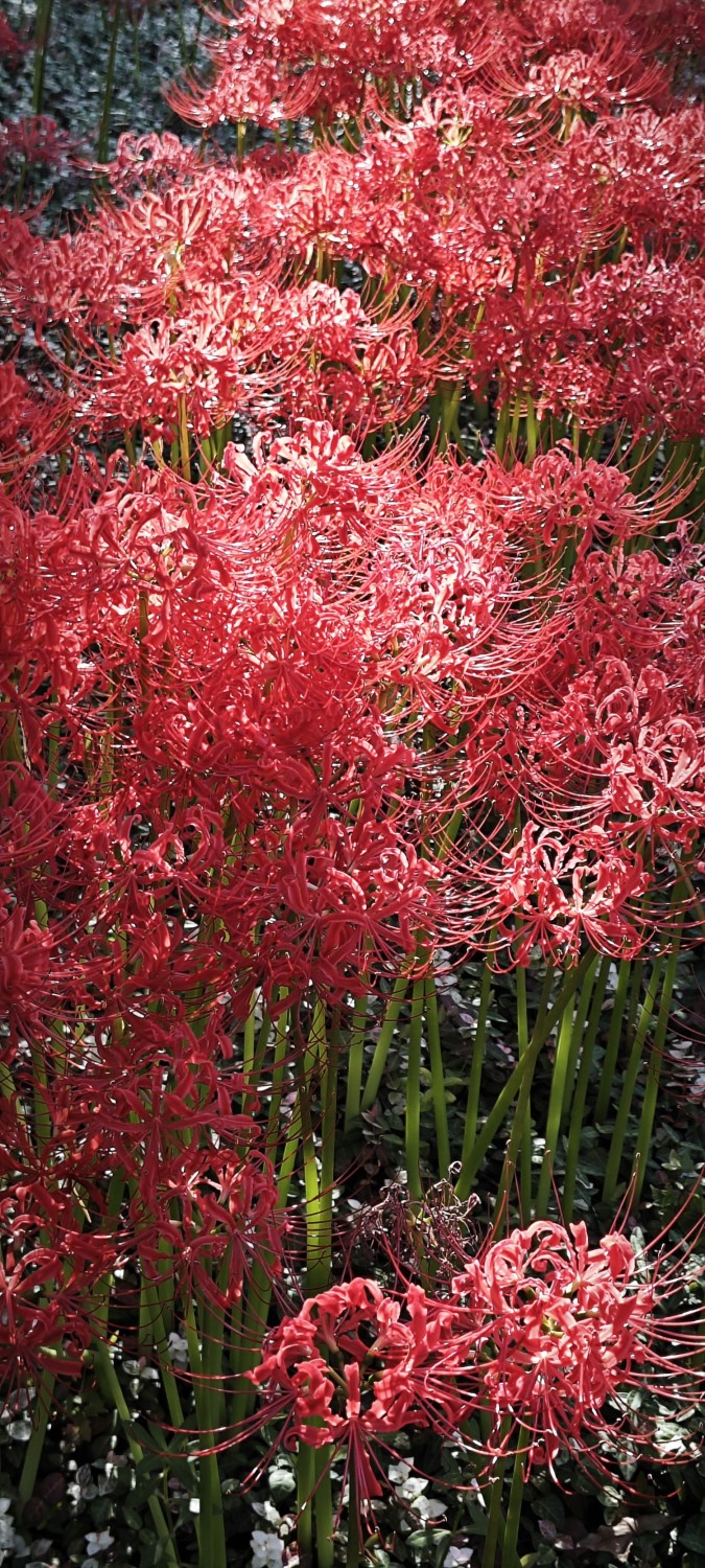 The Taste of Forever: Salt and Silence