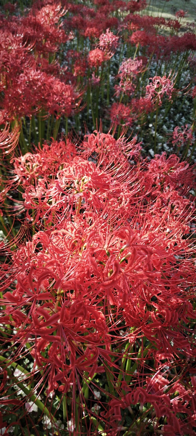 Beyond Search: Awakening to the Truth Within