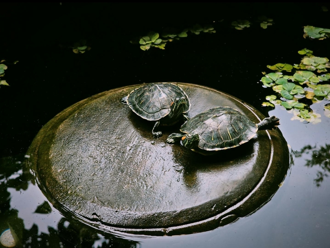 Give Yourself a Chance